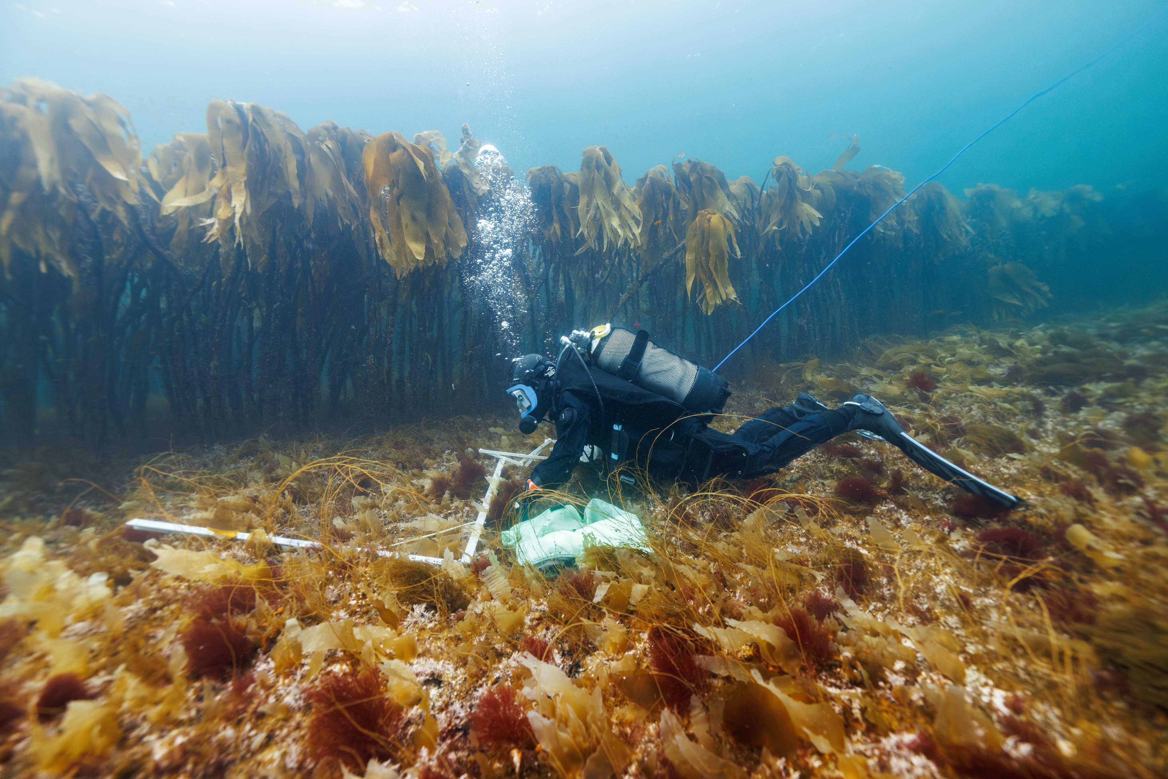 NIVA scientists survey a recently trawled kelp forest in northern Norway. Seaweed has been mechanically harvested in Norway since the 1970s and currently around 120-180,000 tonnes of northern kelp (Laminaria hyperborea) is harvested each year. Photo: Aleksander Nordhal