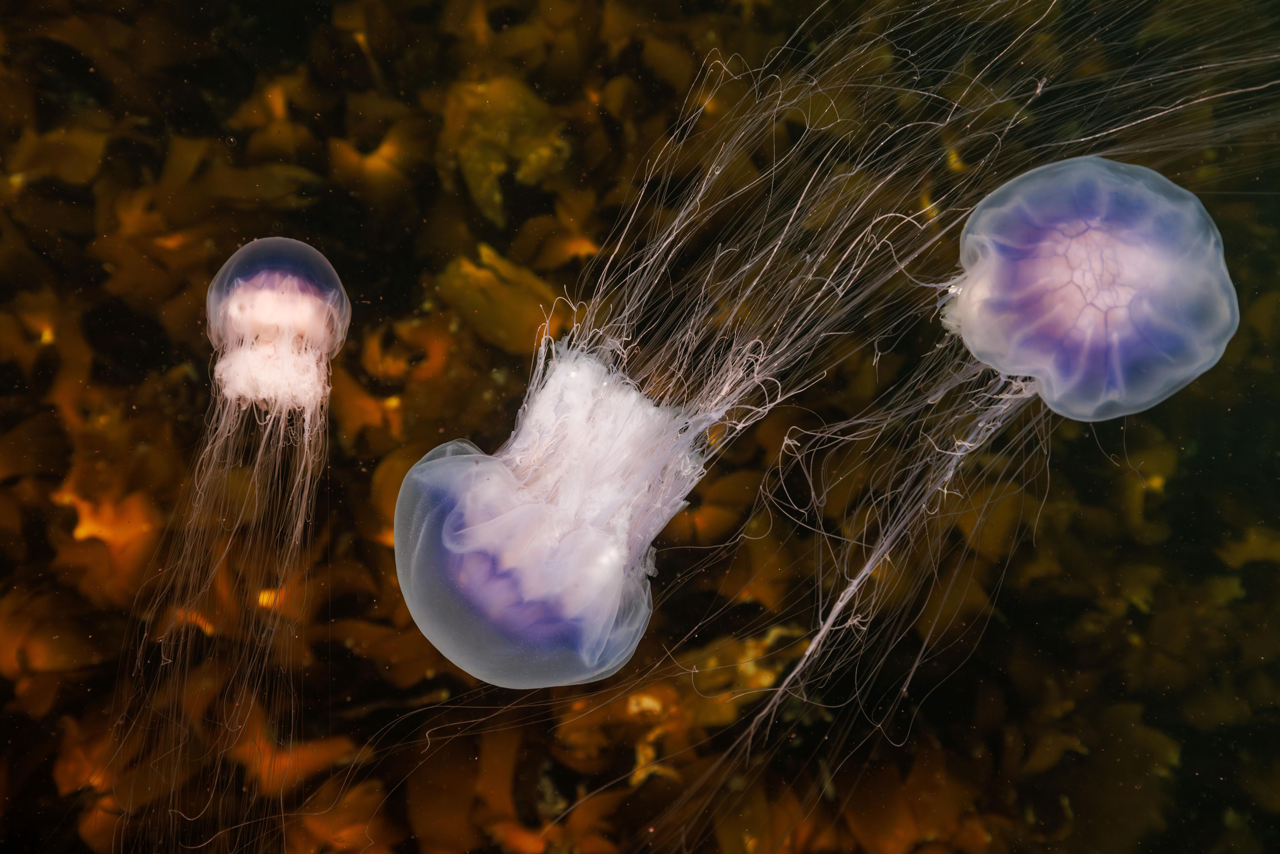 Blue jellyfish (Cyanea lamarkii) cruising through a kelp forest in high summer. Jellyfish bloom throughout the summer months in the northern hemisphere feasting on the rich plankton soup. Their long, stringy tentacles are packed full of venemous stinging cells that entangle and subdue their prey. The deadly beauties of summer seas. Photo: Aleksander Nordhal