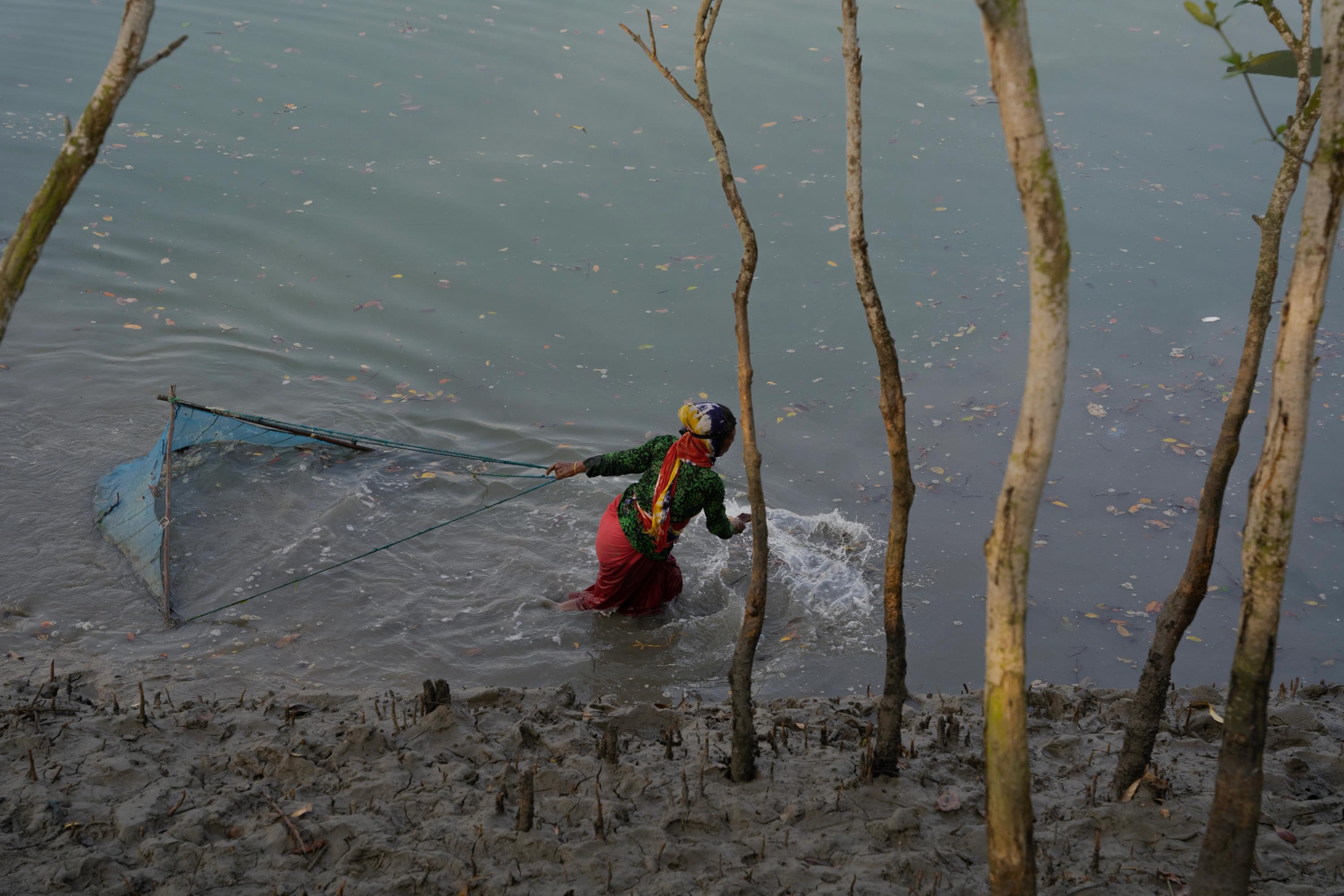 A woman pulling a net along a river bank