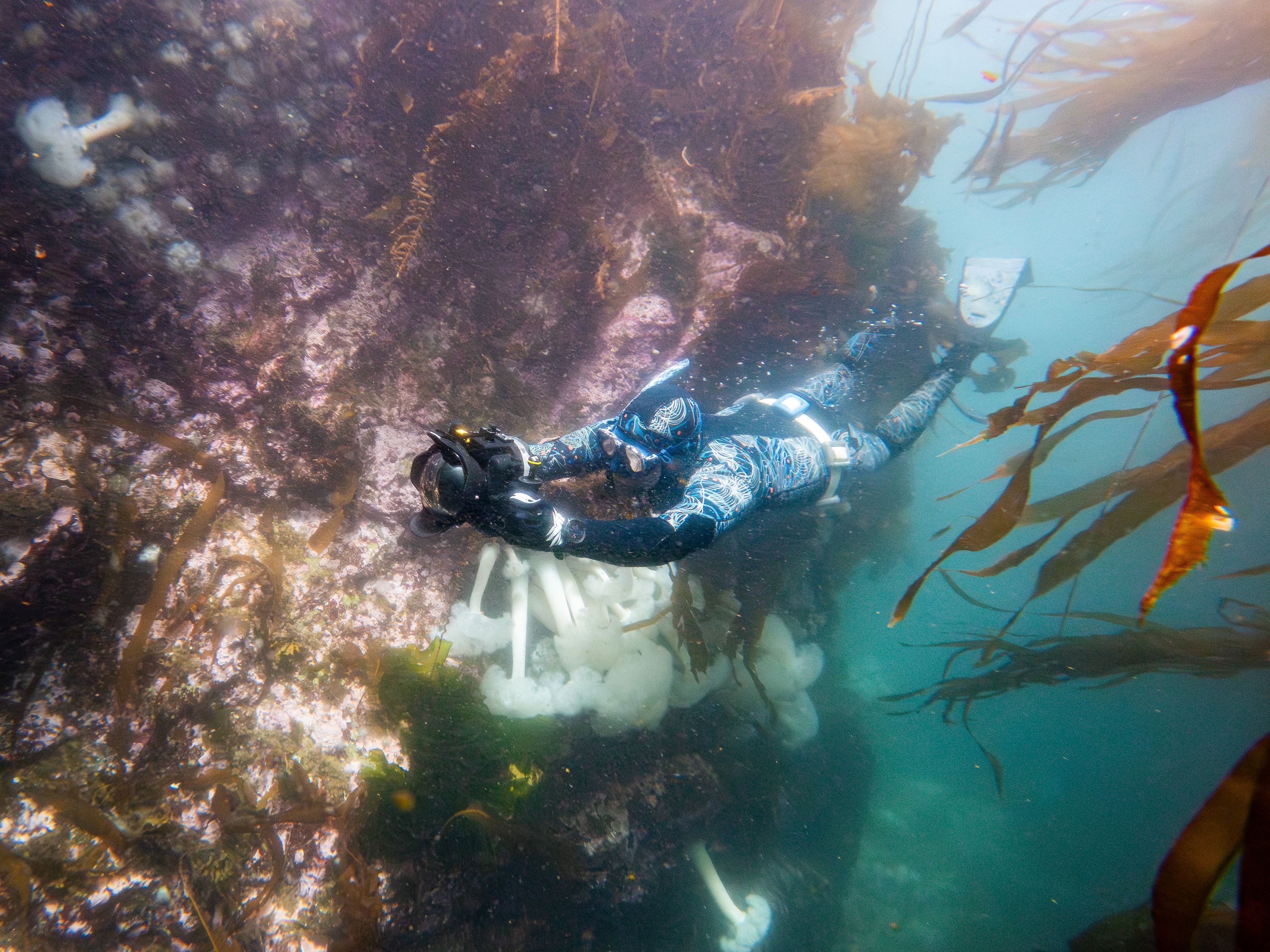 Freediver with camera underwater in kelp forest