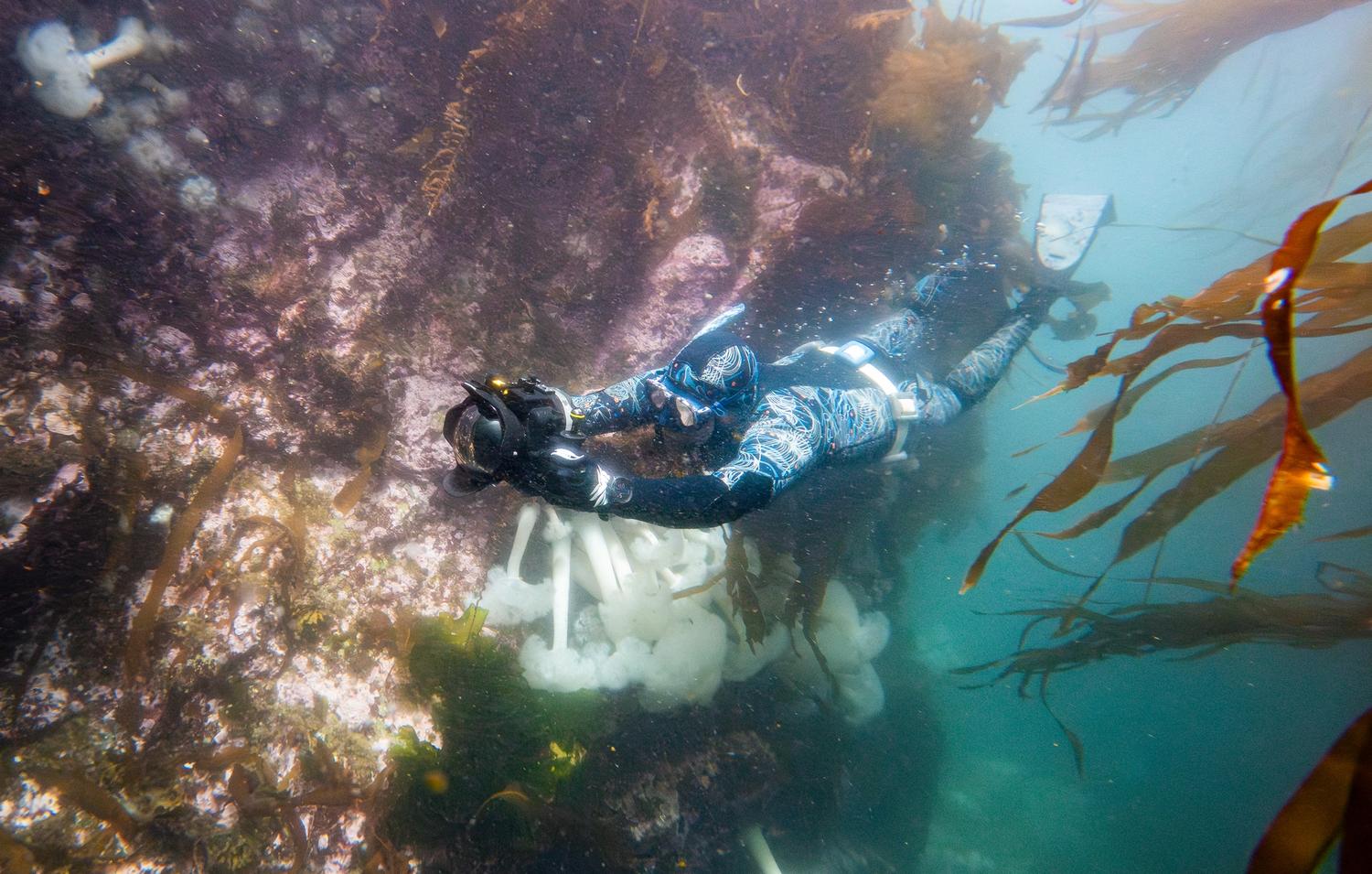 Freediver with camera underwater in kelp forest