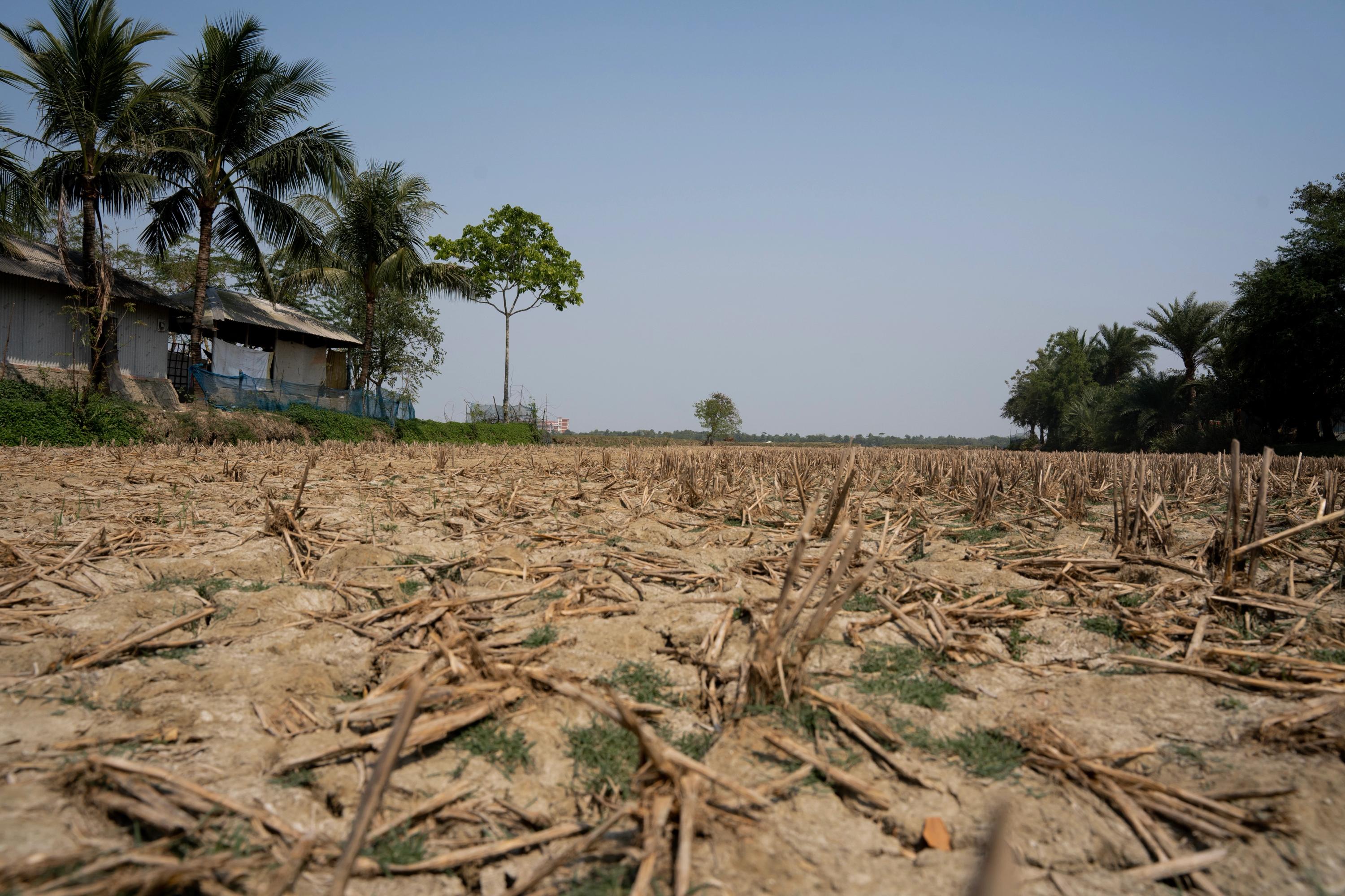 bed of a paddy field