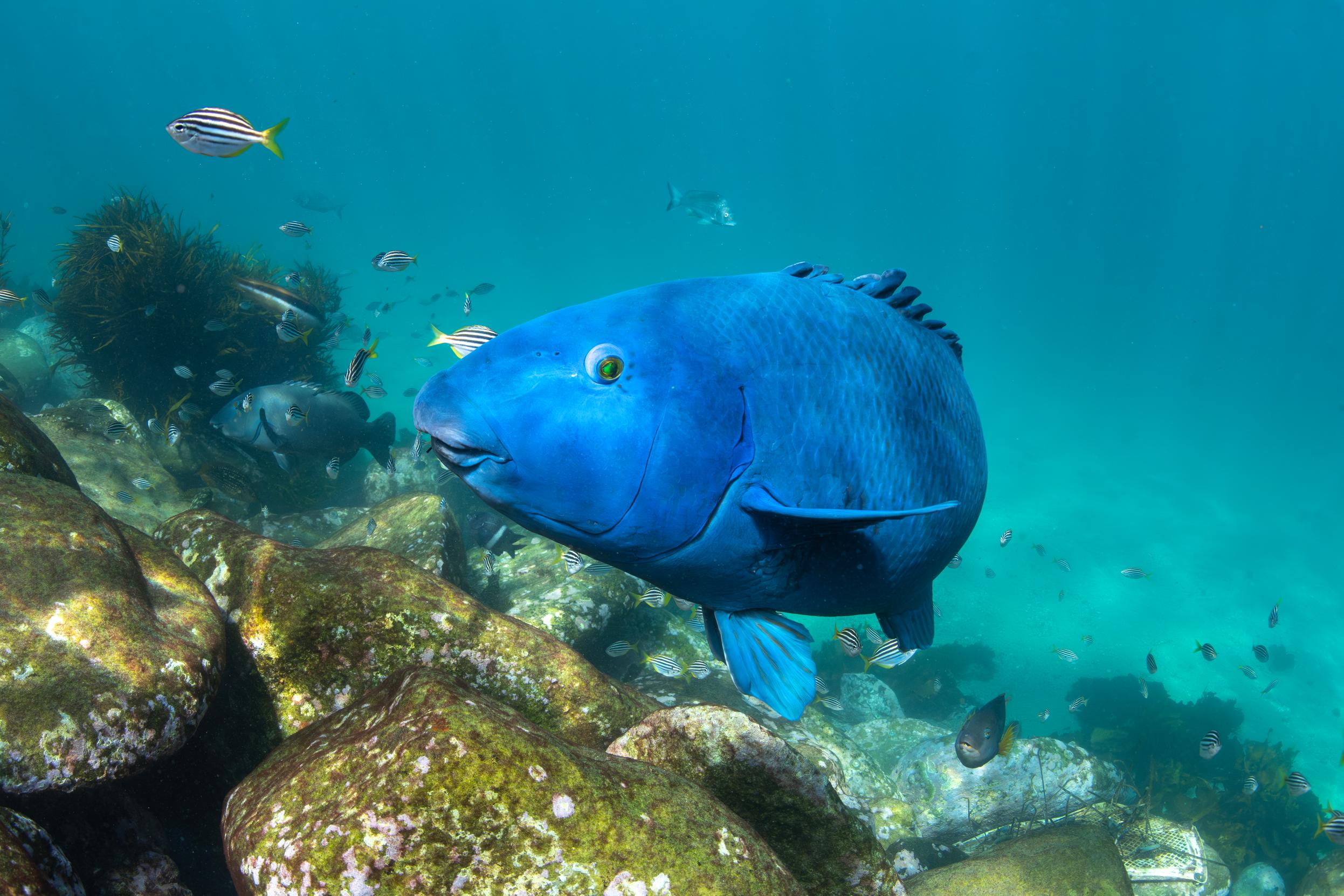 A big blue fish swimming in the sea
