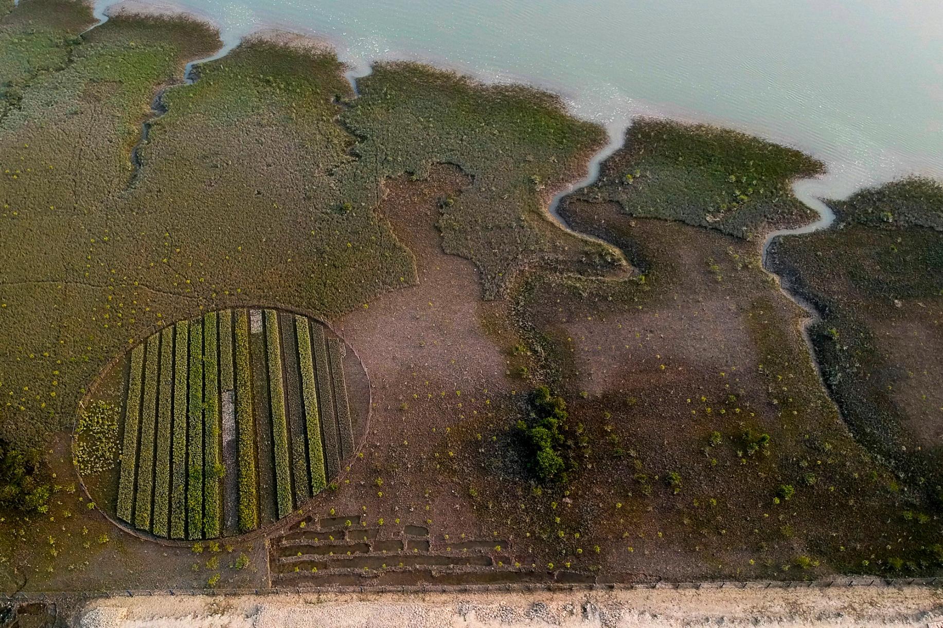 A circular mangrove nursery from above