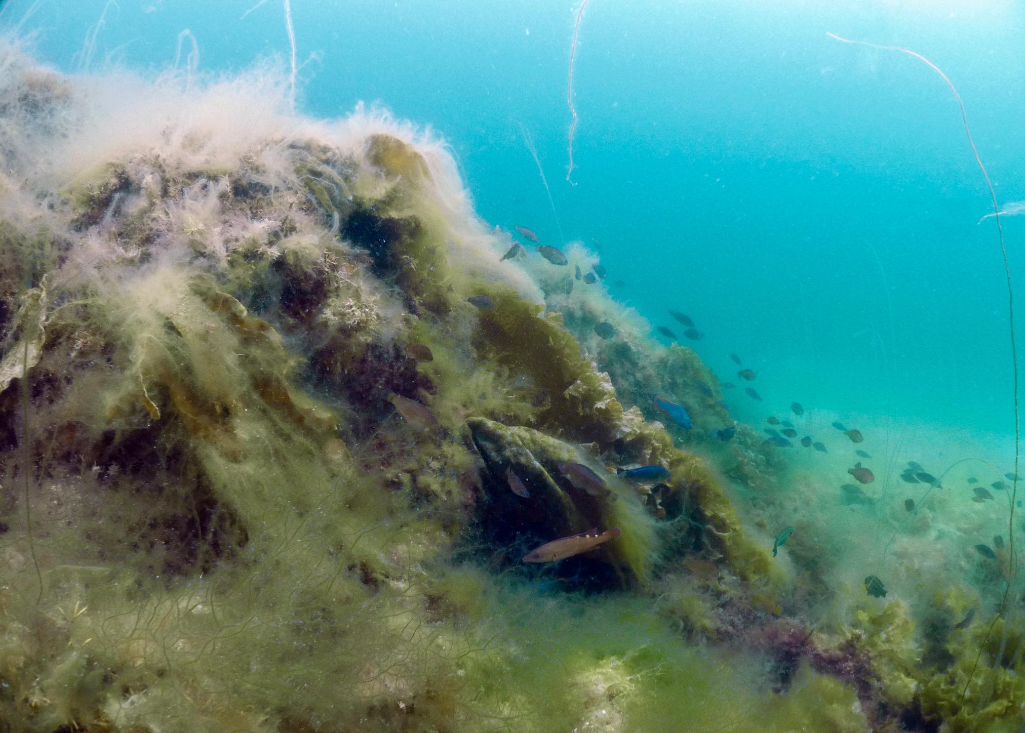 Filamentous algal growth covering sugarkelp. ©Janne Gitmark