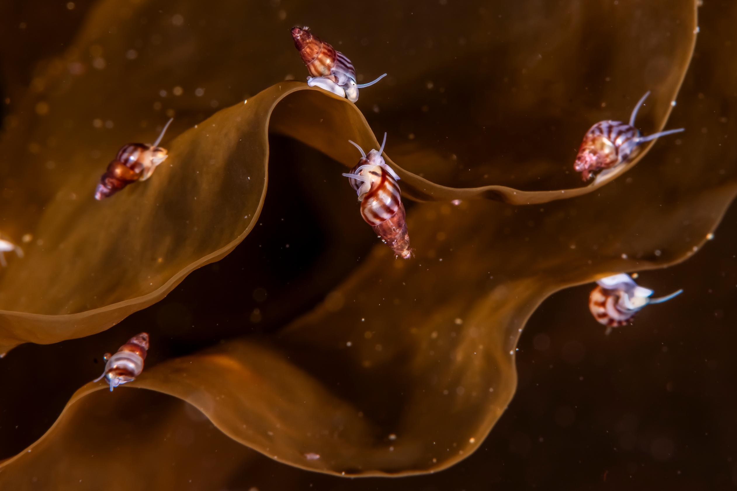 Small snails and small crustaceans are the most abundant animals in our blue forests.