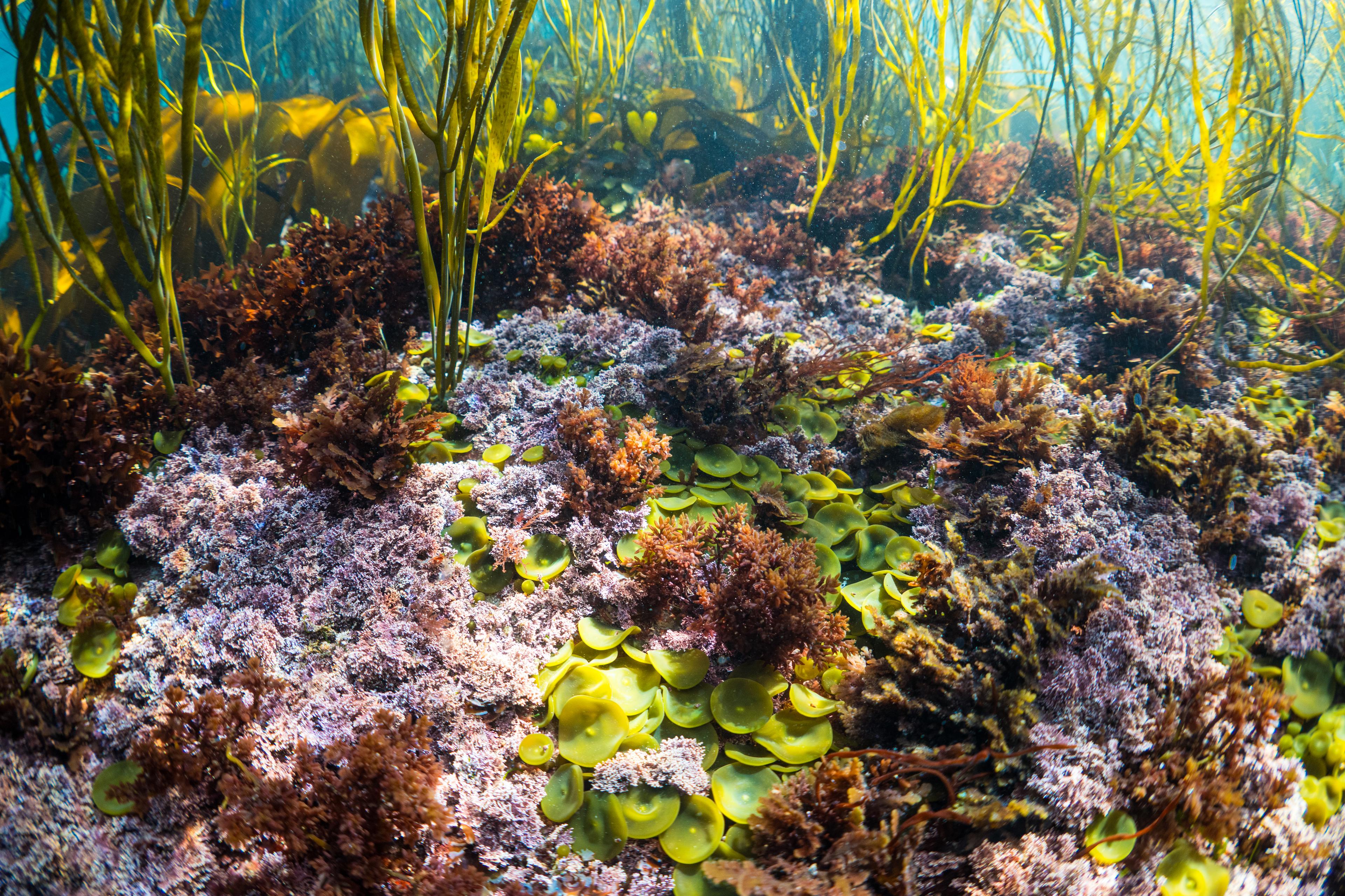 Underwater garden of brown and red seaweeds on a bright sunny day. Front centre are the button holdfasts of thongweed (Himanthalia elongata). These sprout whip-like fronds from the centre that form a golden curtain, providing refuge for small fishes and crustaceans . Photo: Lou Luddington
