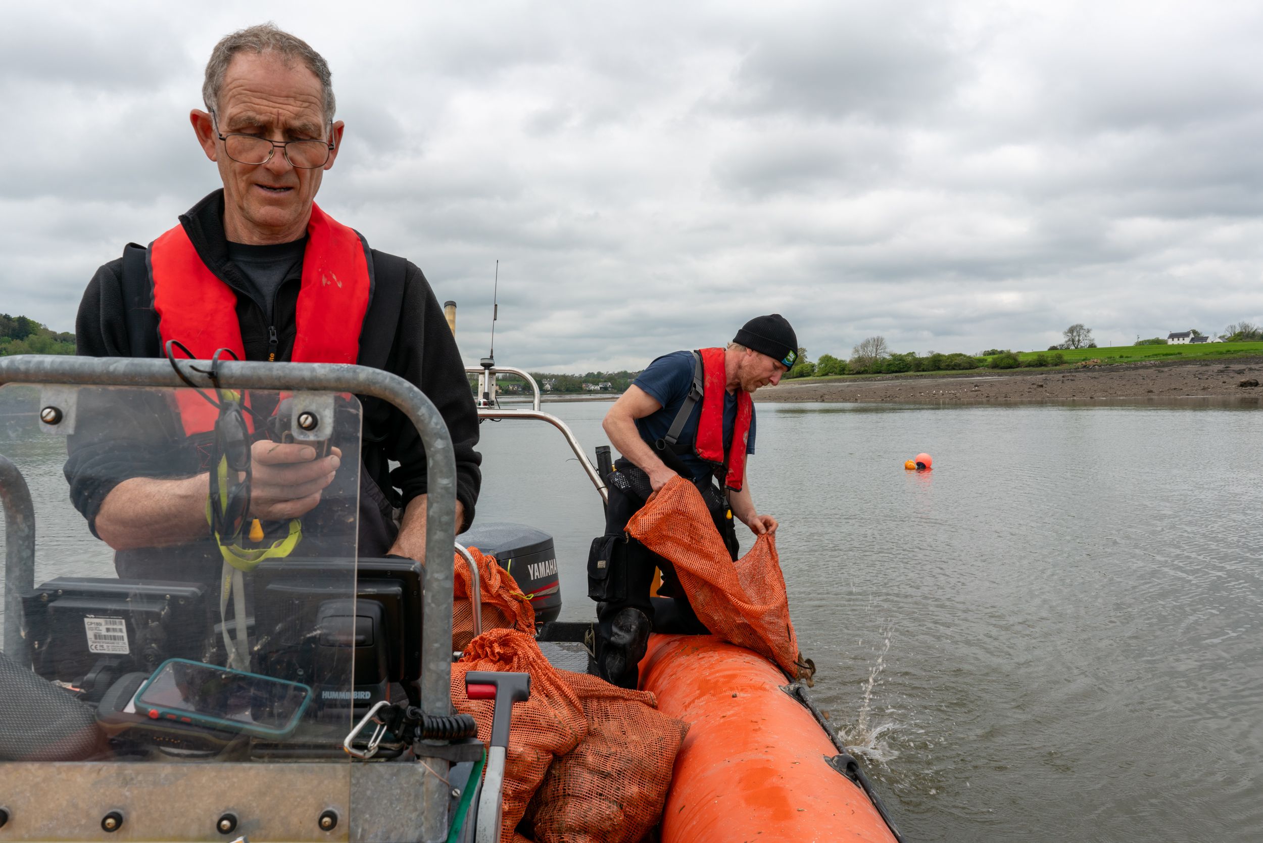Scattering native oysters over the side for restoration