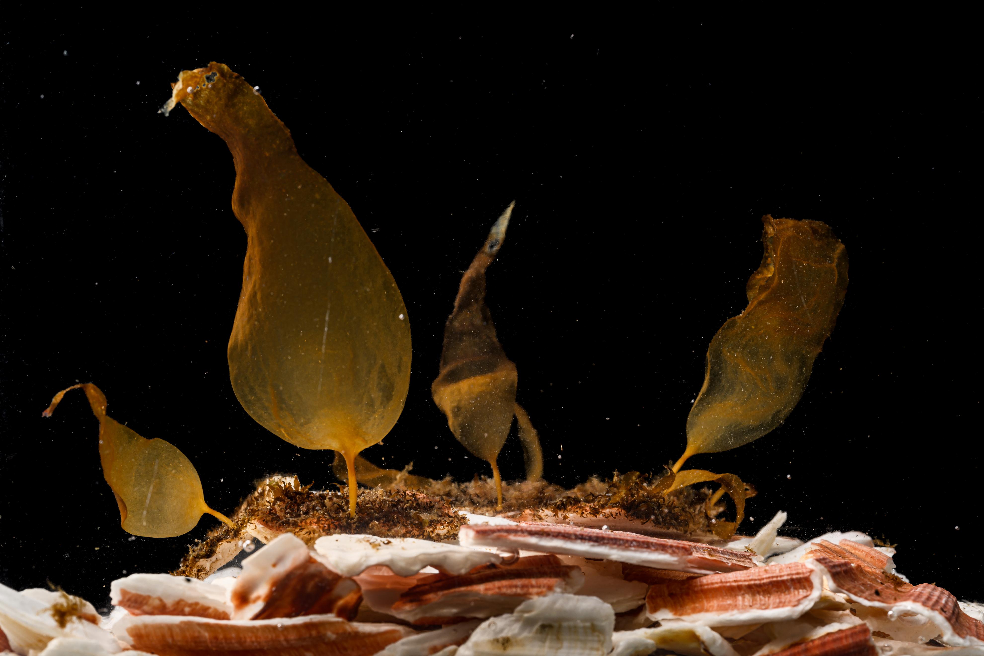 Kelp sporelings growing on fragments of scallop shells