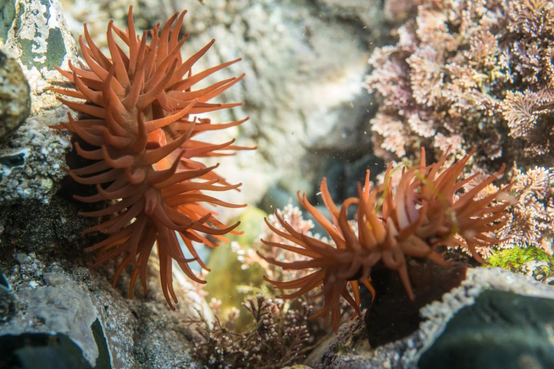 Two red sea anemones in a pool