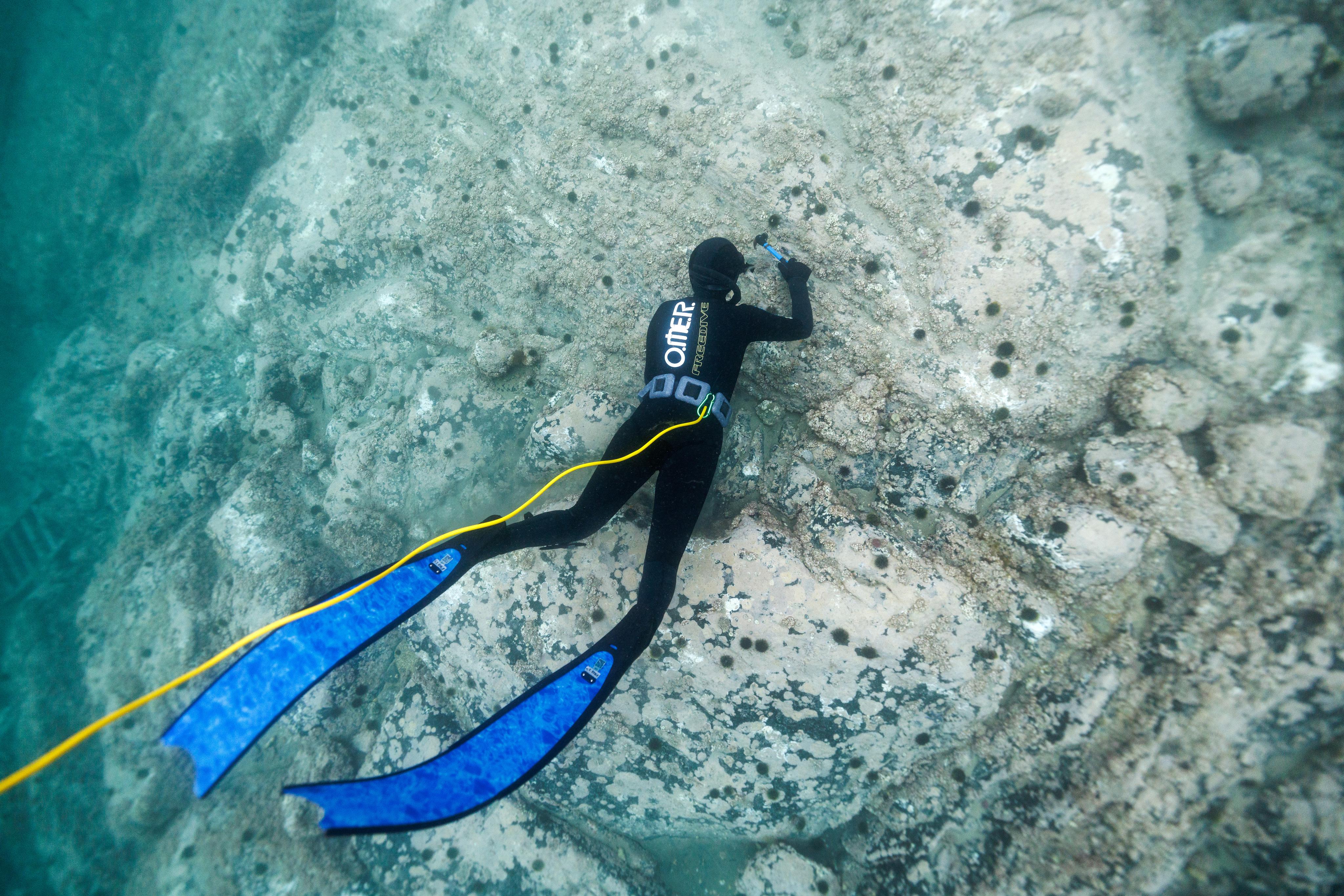 A diver uses a hammer to smash sea urchins that have grazed whole kelp forests leaving barren rock in Norway