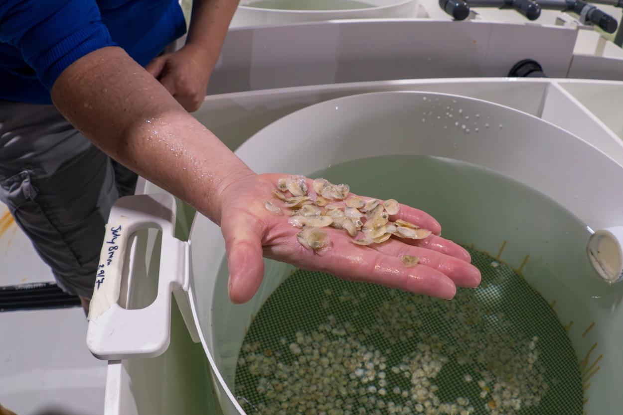 Young oysters showing healthy shell growth