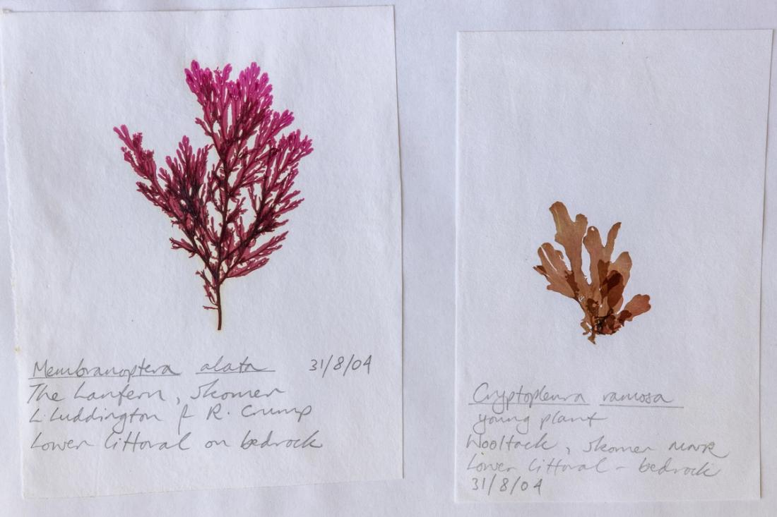 Pressed seaweeds in herbarium