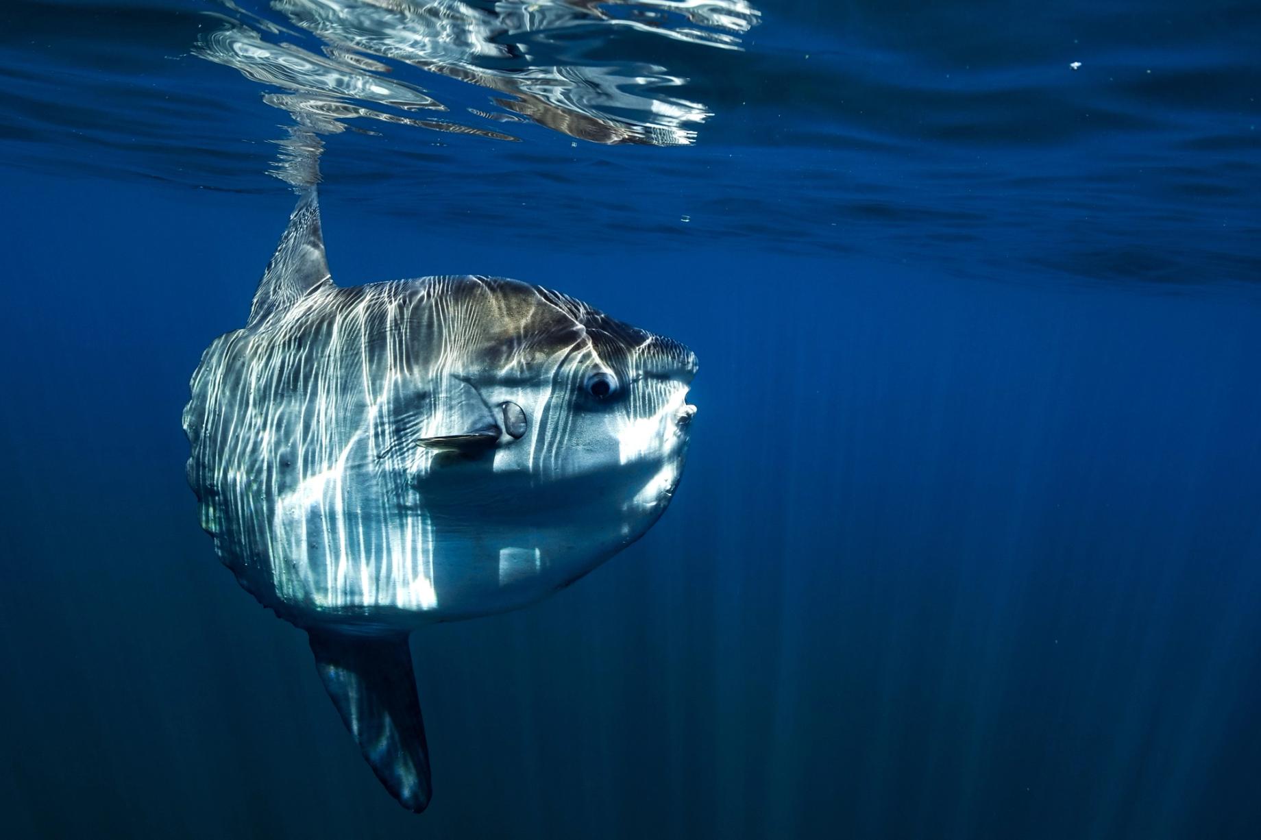 Sun fish in the pelagic in Cape Town