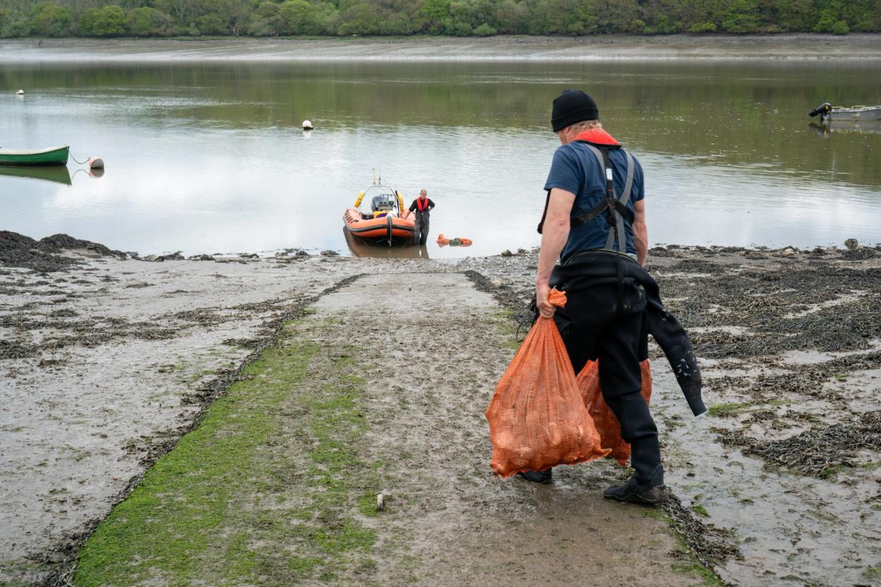 Deploying flat oysters (_Ostrea edulis_) in the Cleddau estuary.