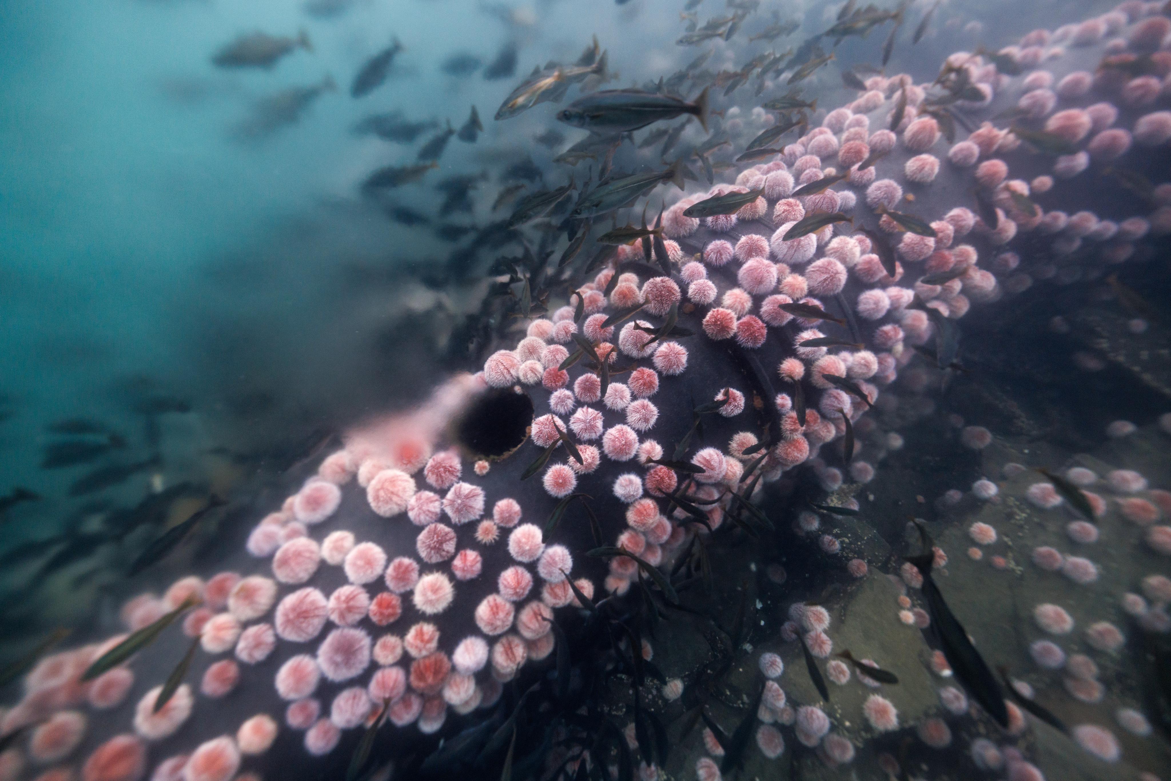 A bloom of sea urchins all over a drainage pipe on the seabed
