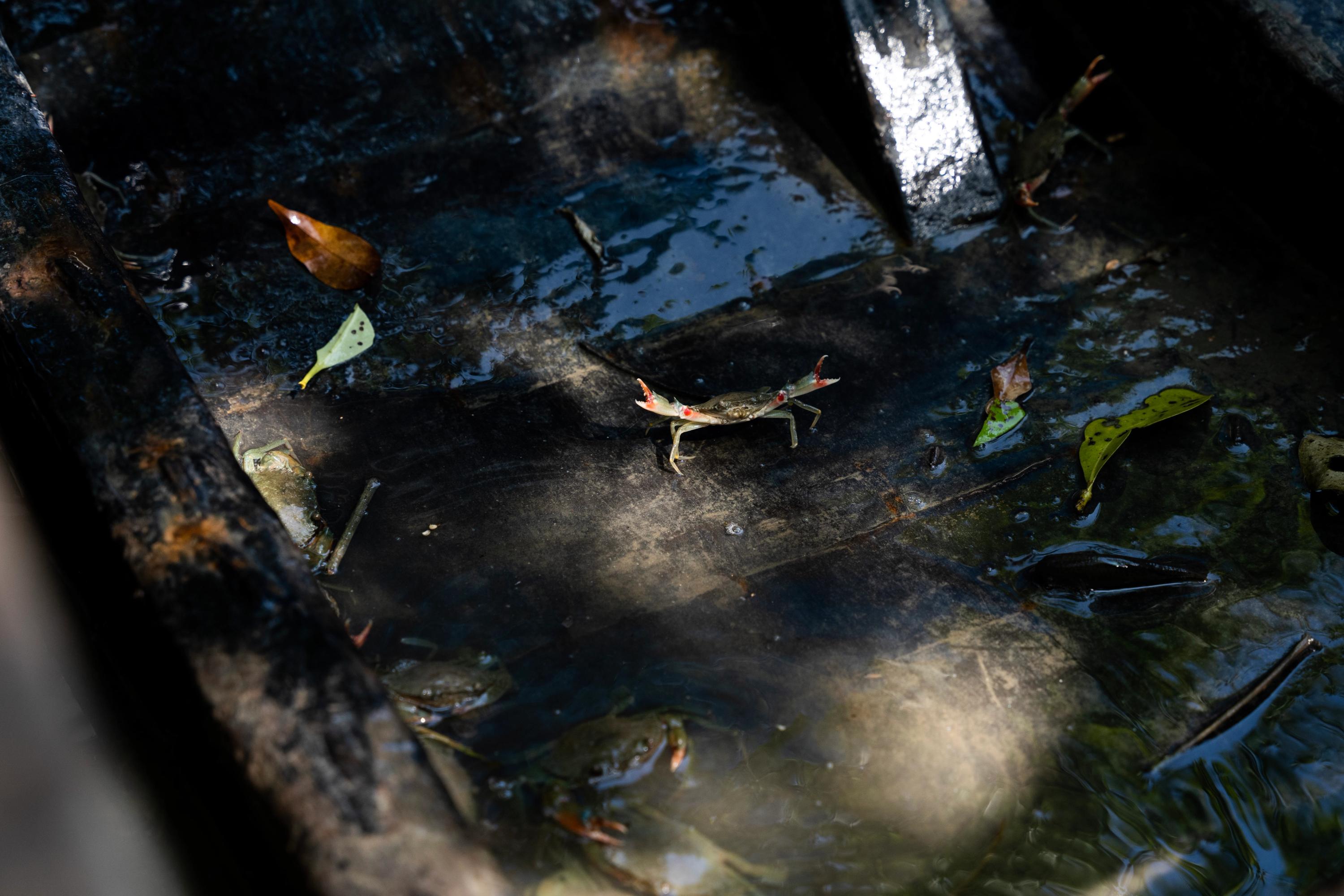 Small crab on a boat