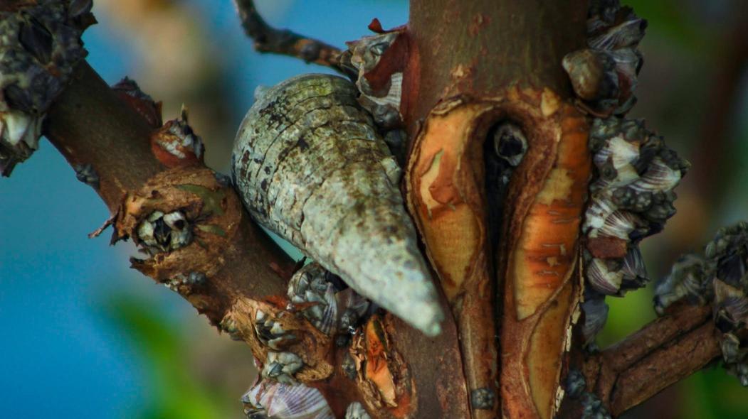 Snail on a mangrove tree
