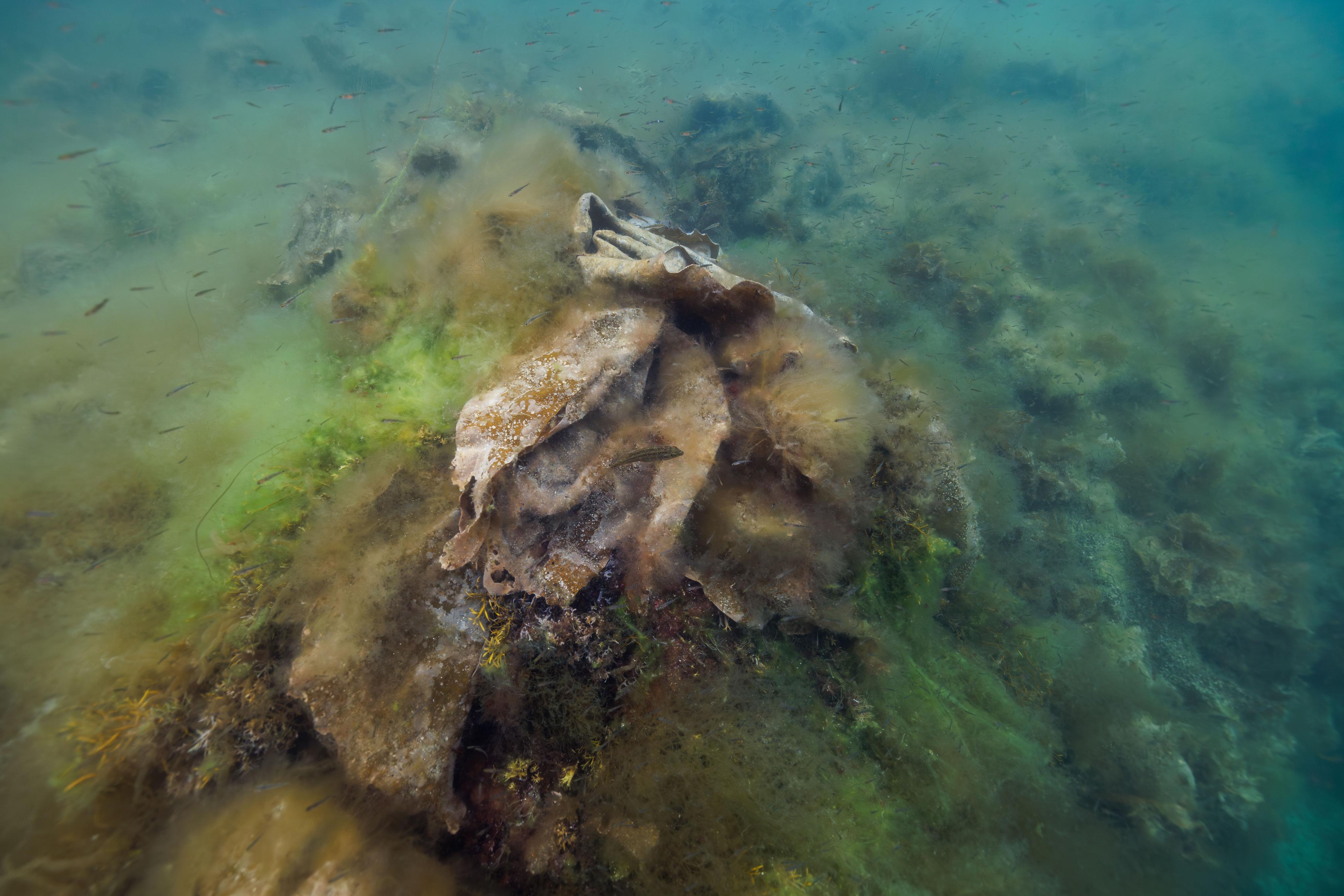 Turf algae overgrowing kelp in Norway