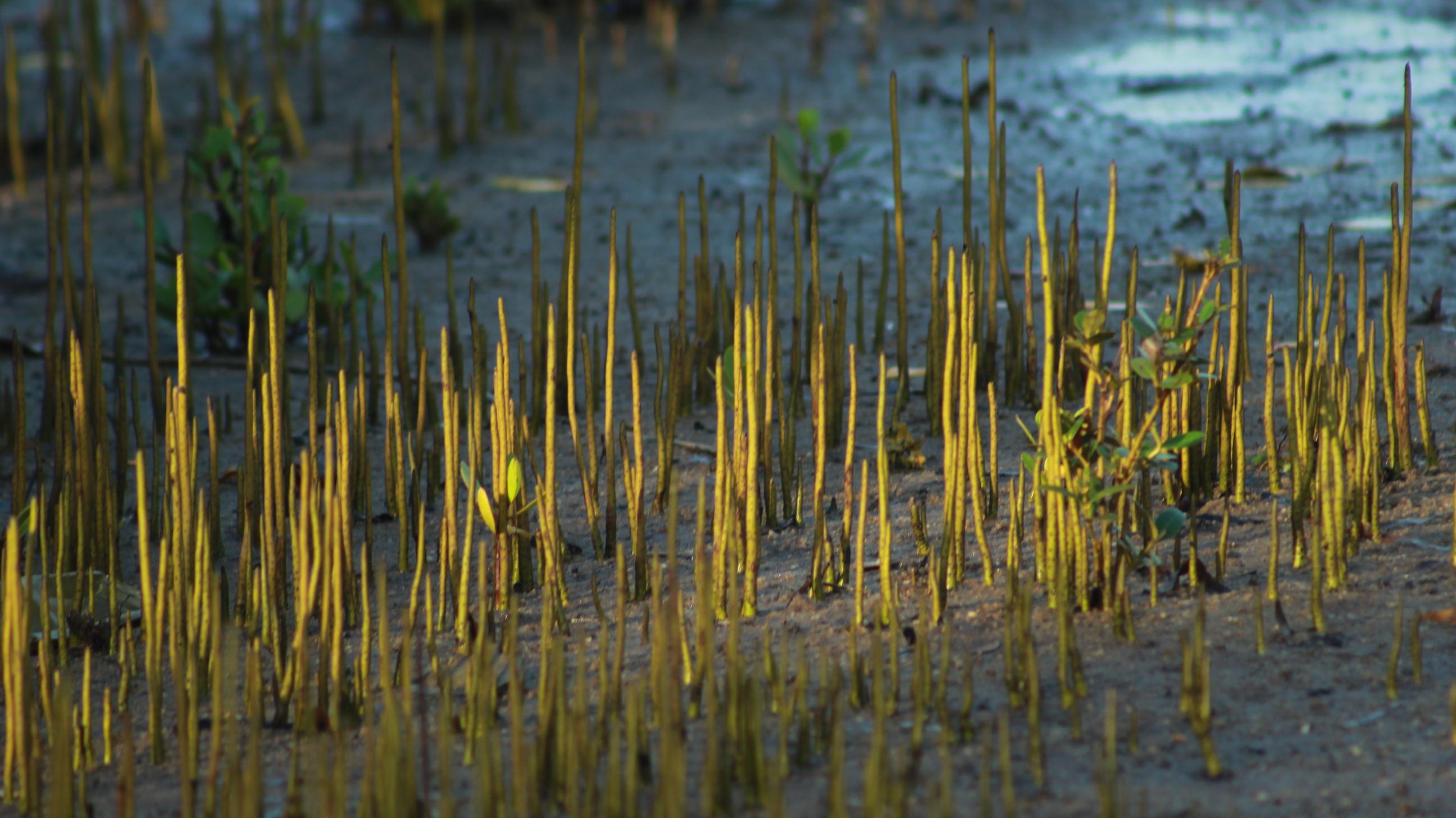mangrove roots