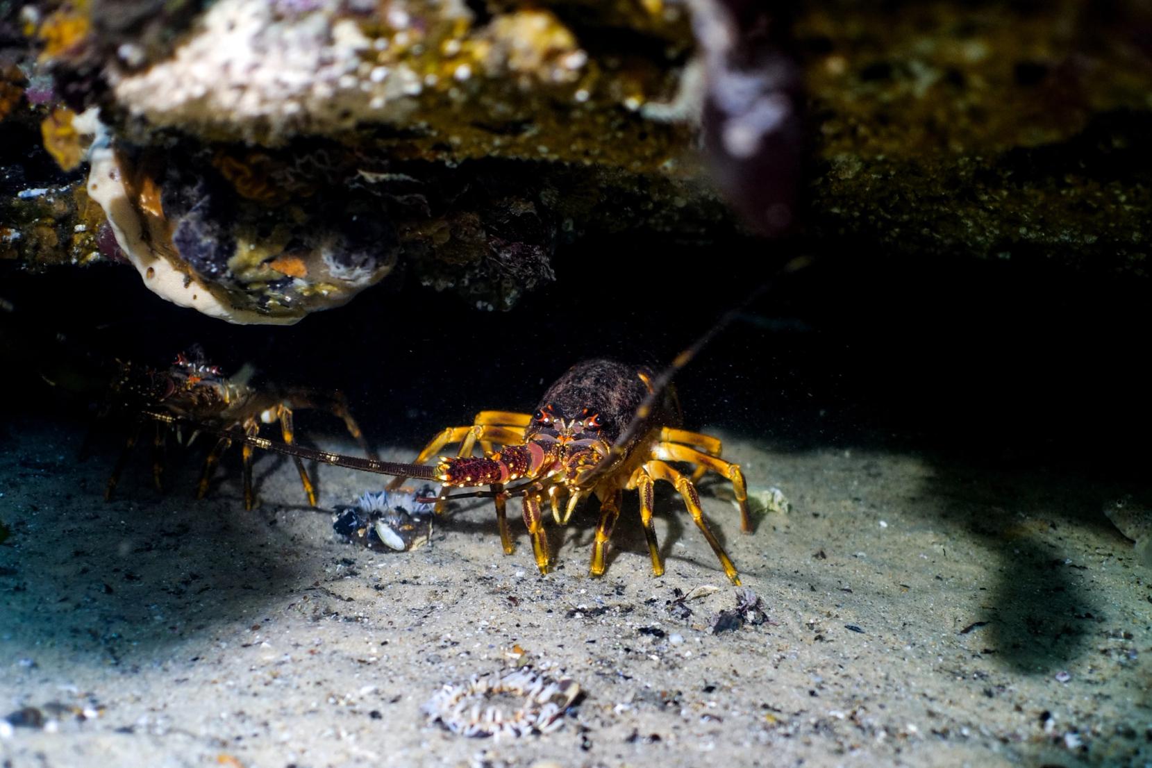 West coast rocklobster in cape town