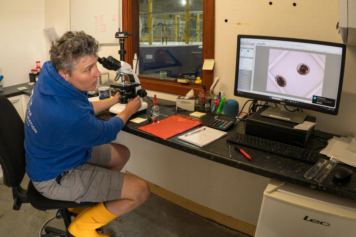 Flat oyster(Ostrea edulis) veliger larvae magnified under the microscope