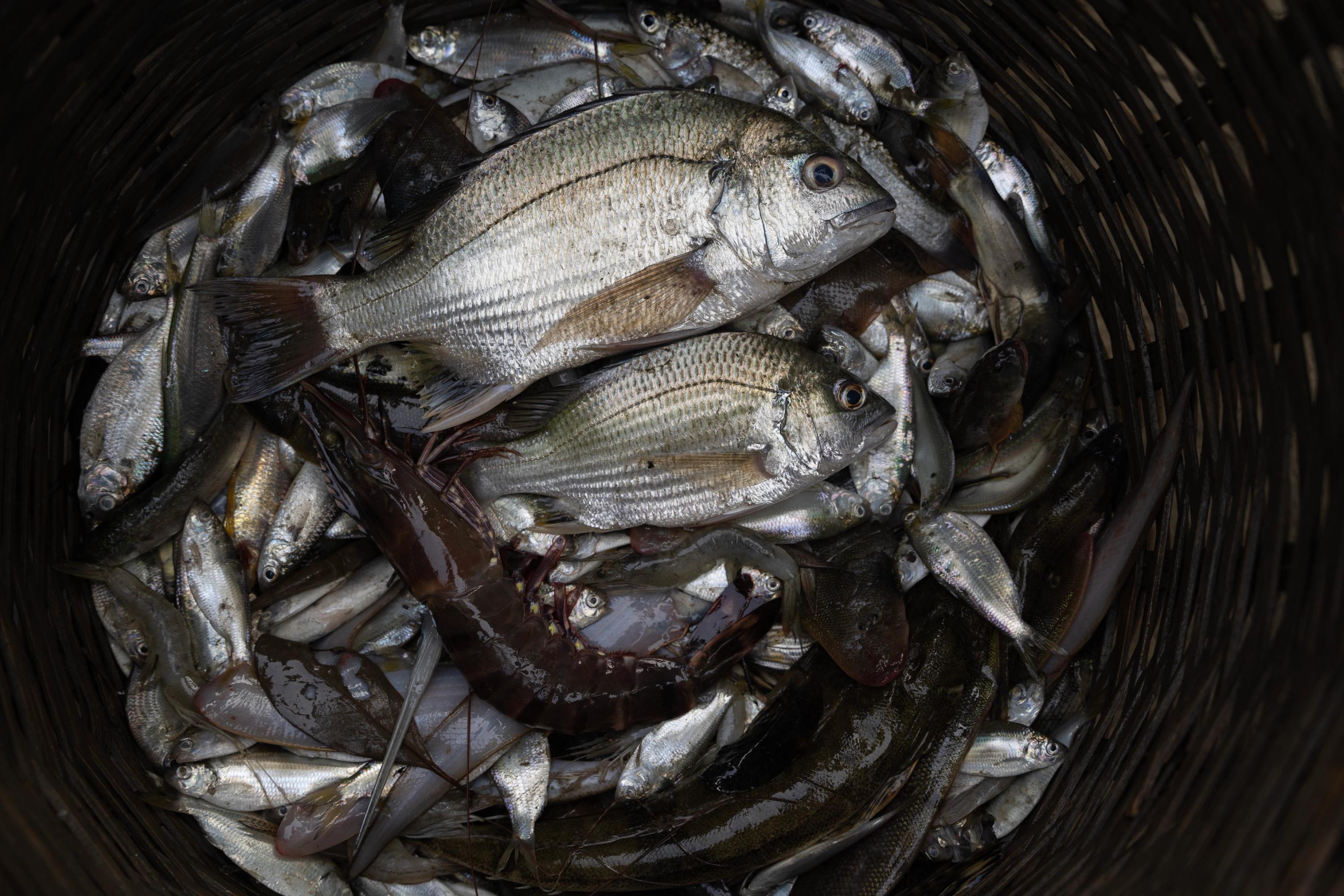 A basket of wild fish caught from the river