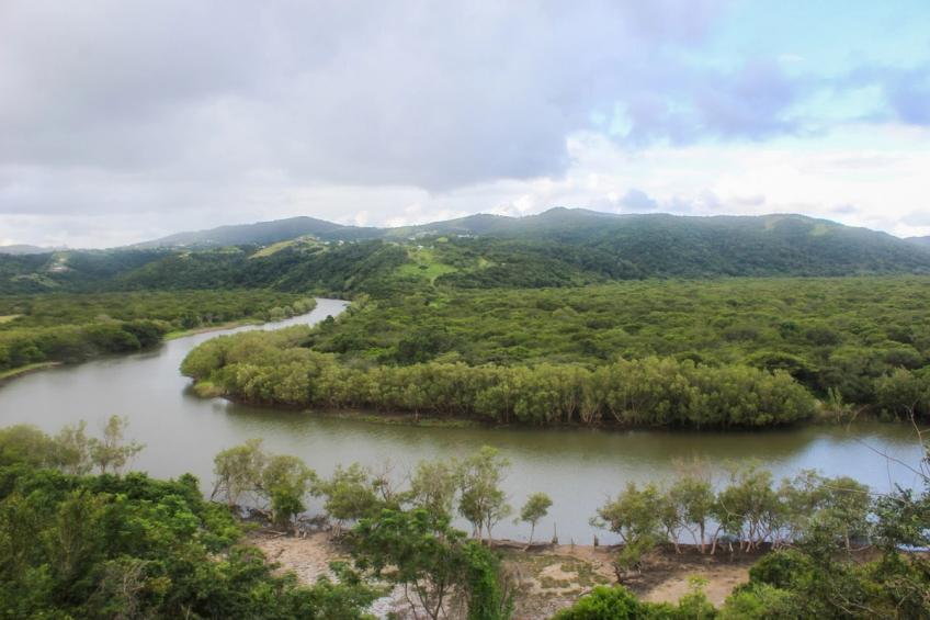 An aerial image of mangrove forests