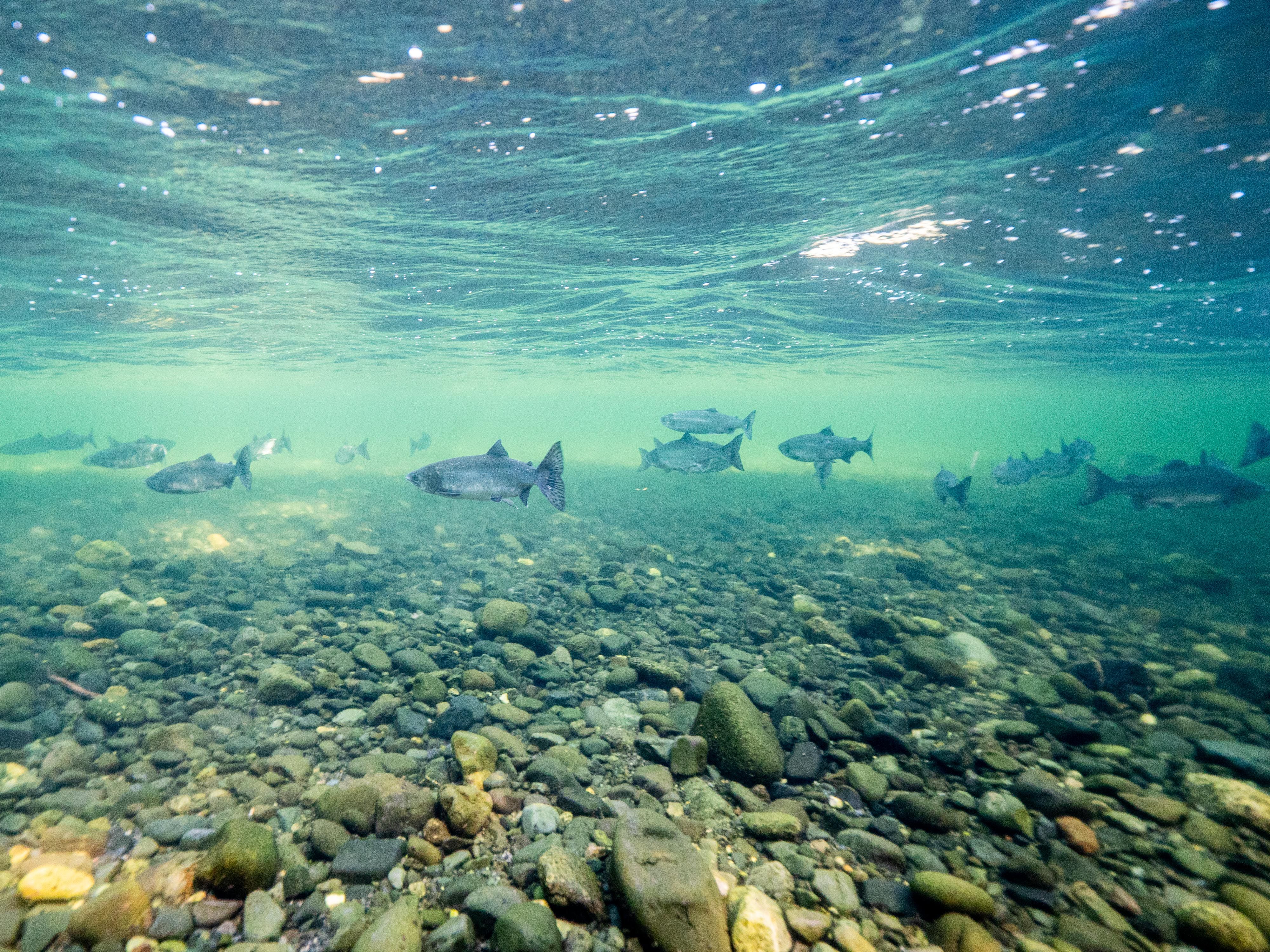 Salmon have returned to the Hada River in their thousands following the removal of open net salmon farms. 