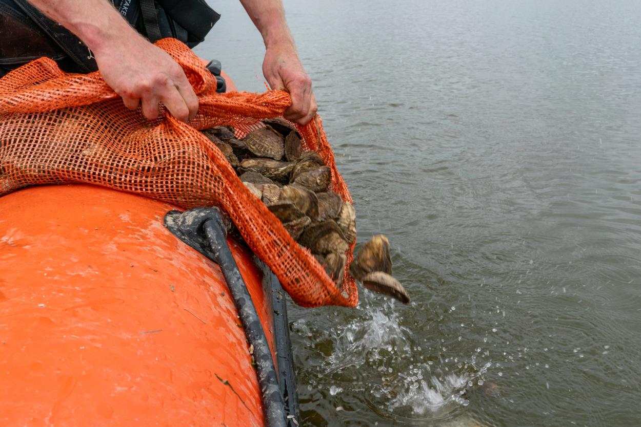 Deploying flat oysters (_Ostrea edulis_) in the Cleddau estuary.
