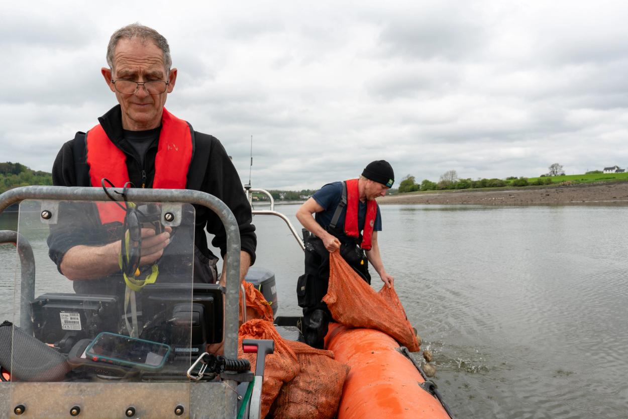 Deploying flat oysters (_Ostrea edulis_) in the Cleddau estuary.
