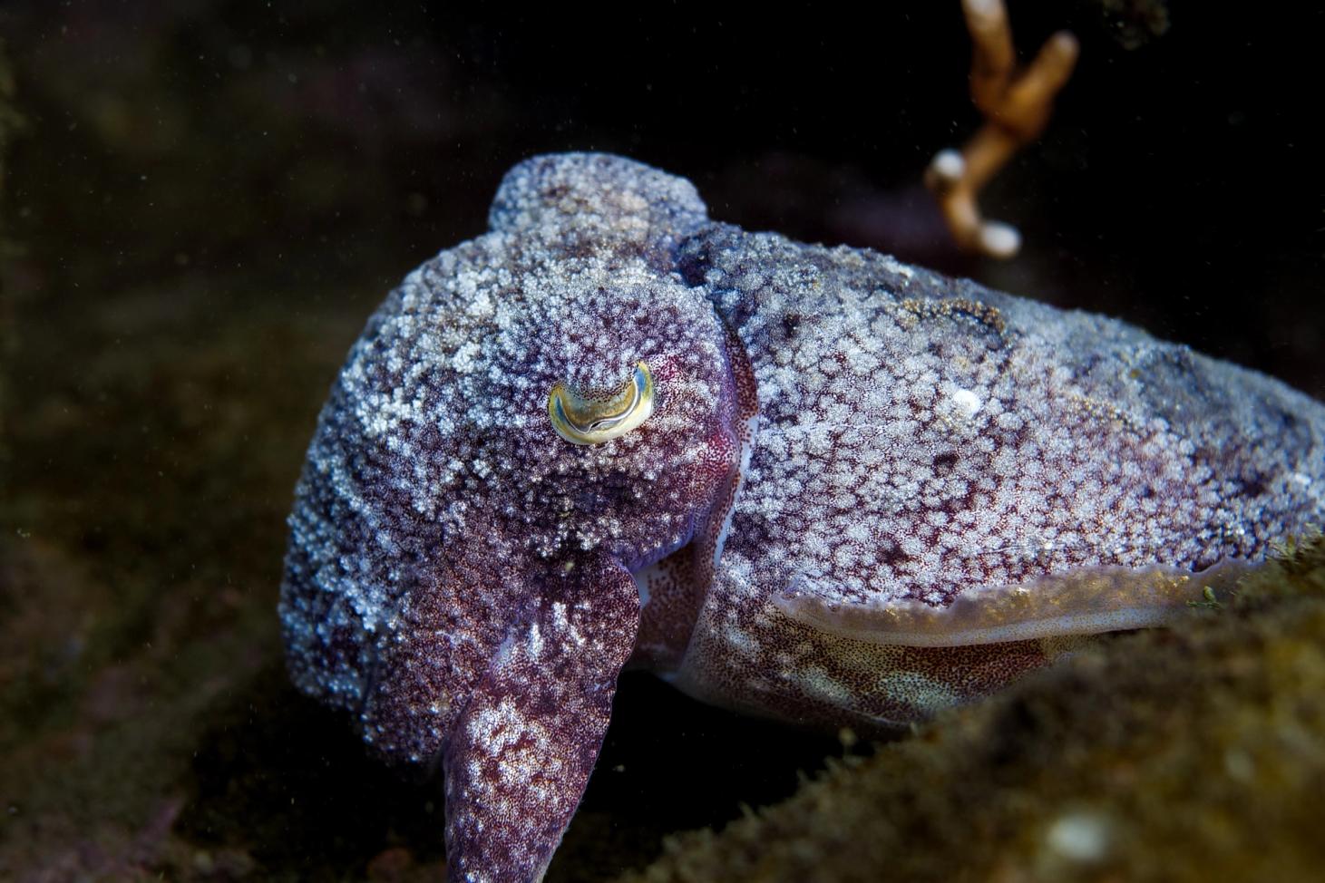 Shy cuttlefish in Cape Town