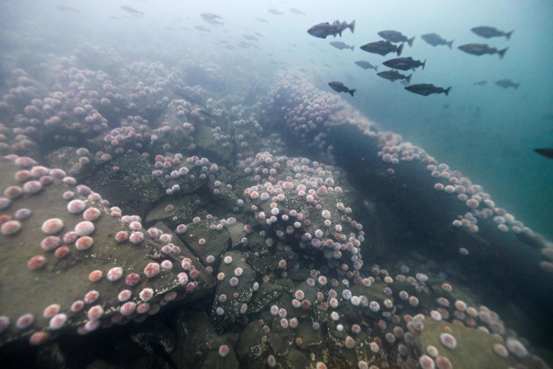 red and white sea urchins