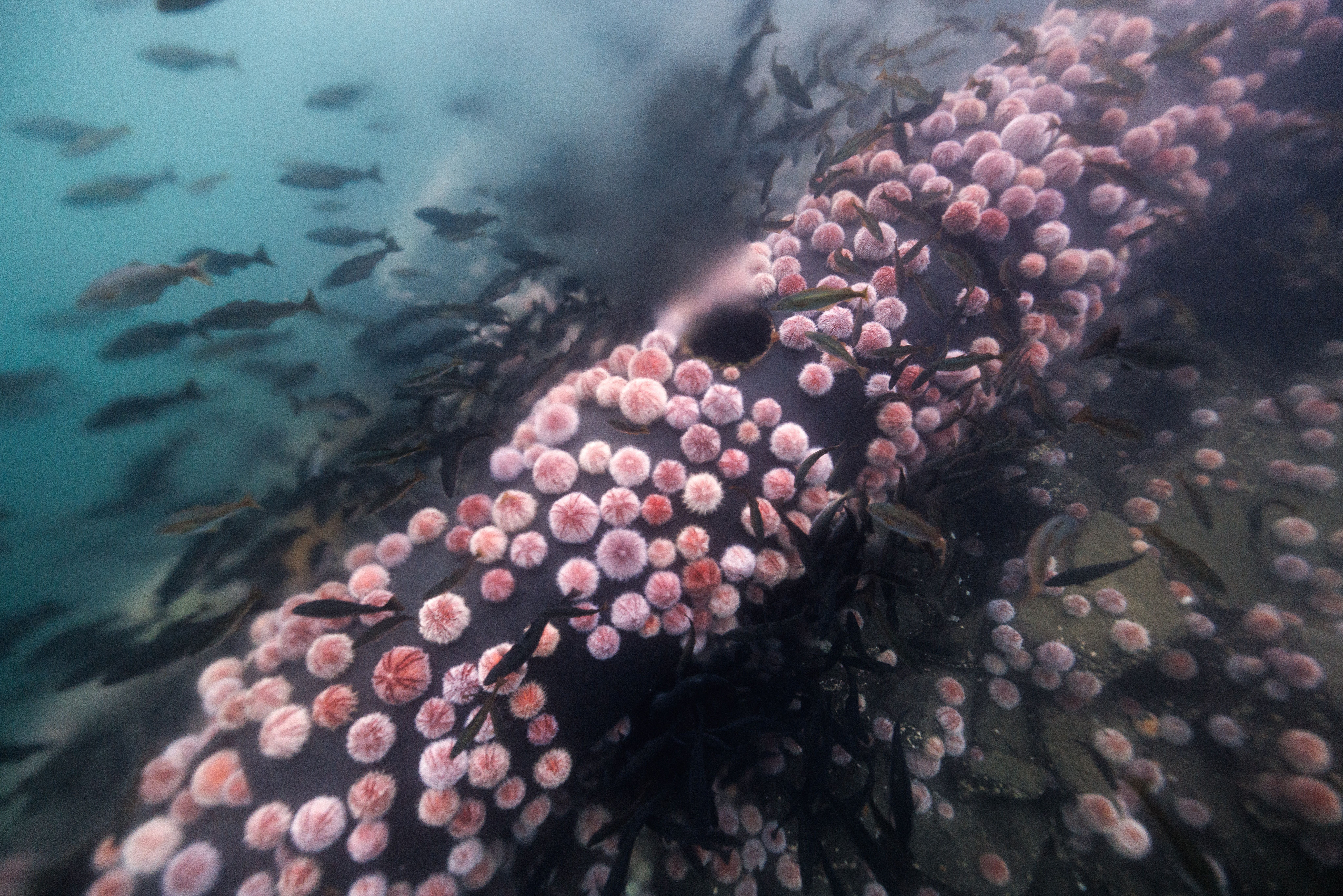 Sea urchins grasing on a fish farm pipe