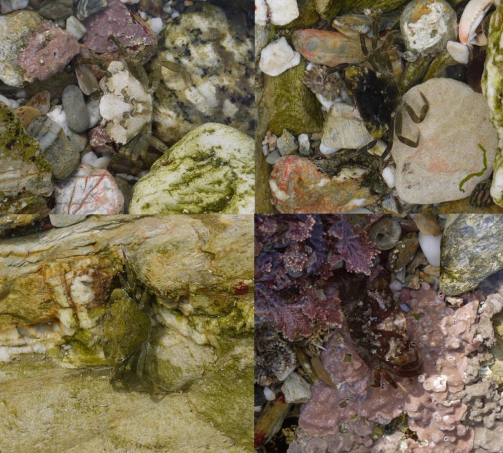 Shore crabs showing different colour variations