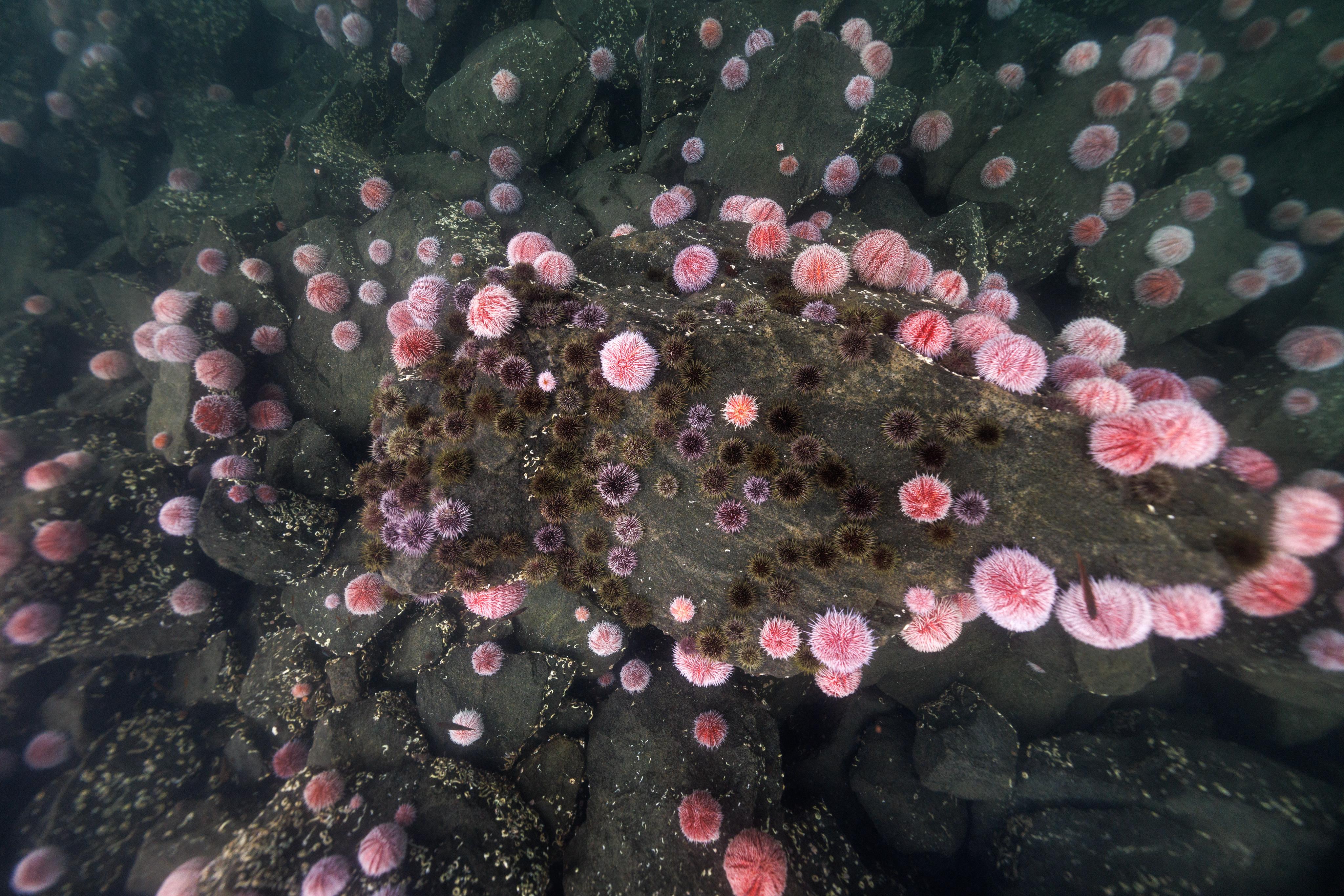 Red and green sea urchin blooms at a fish farm discharge in Lofoten