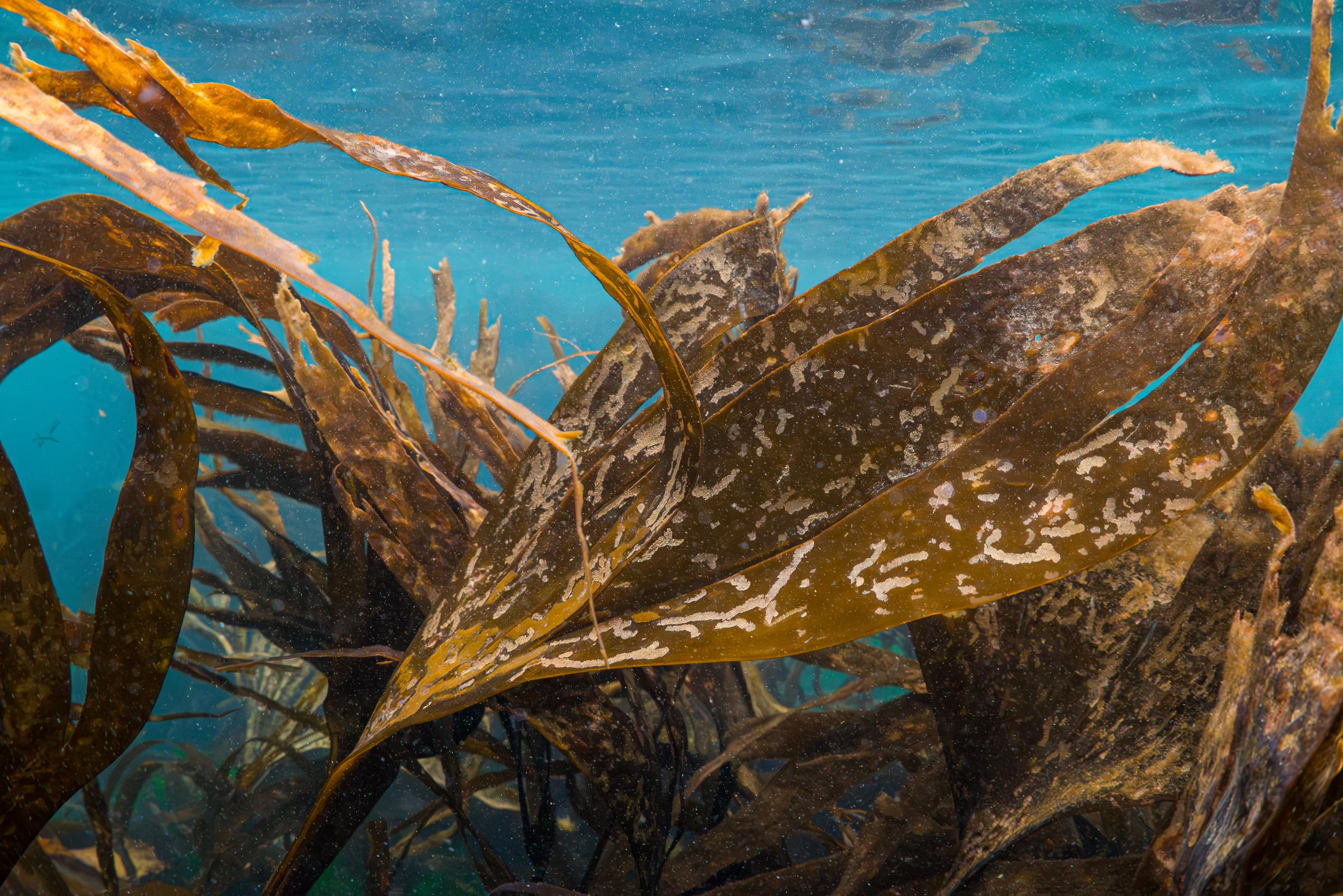 kelp underwater, Grazing trails of blue-rayed limpets (Patella pellucida) on furbellows
