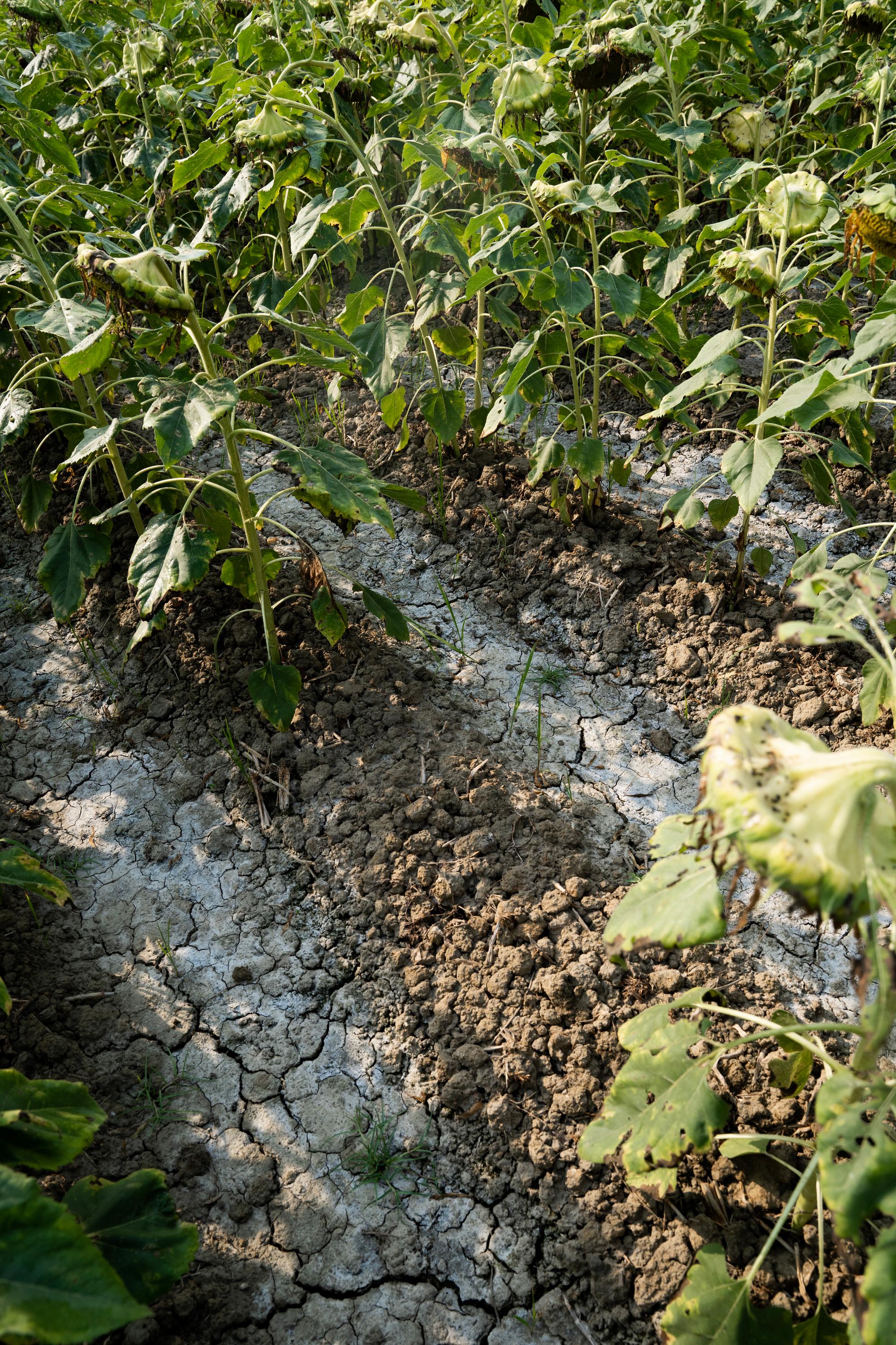 White deposits on the soil in the sunflower plantation.