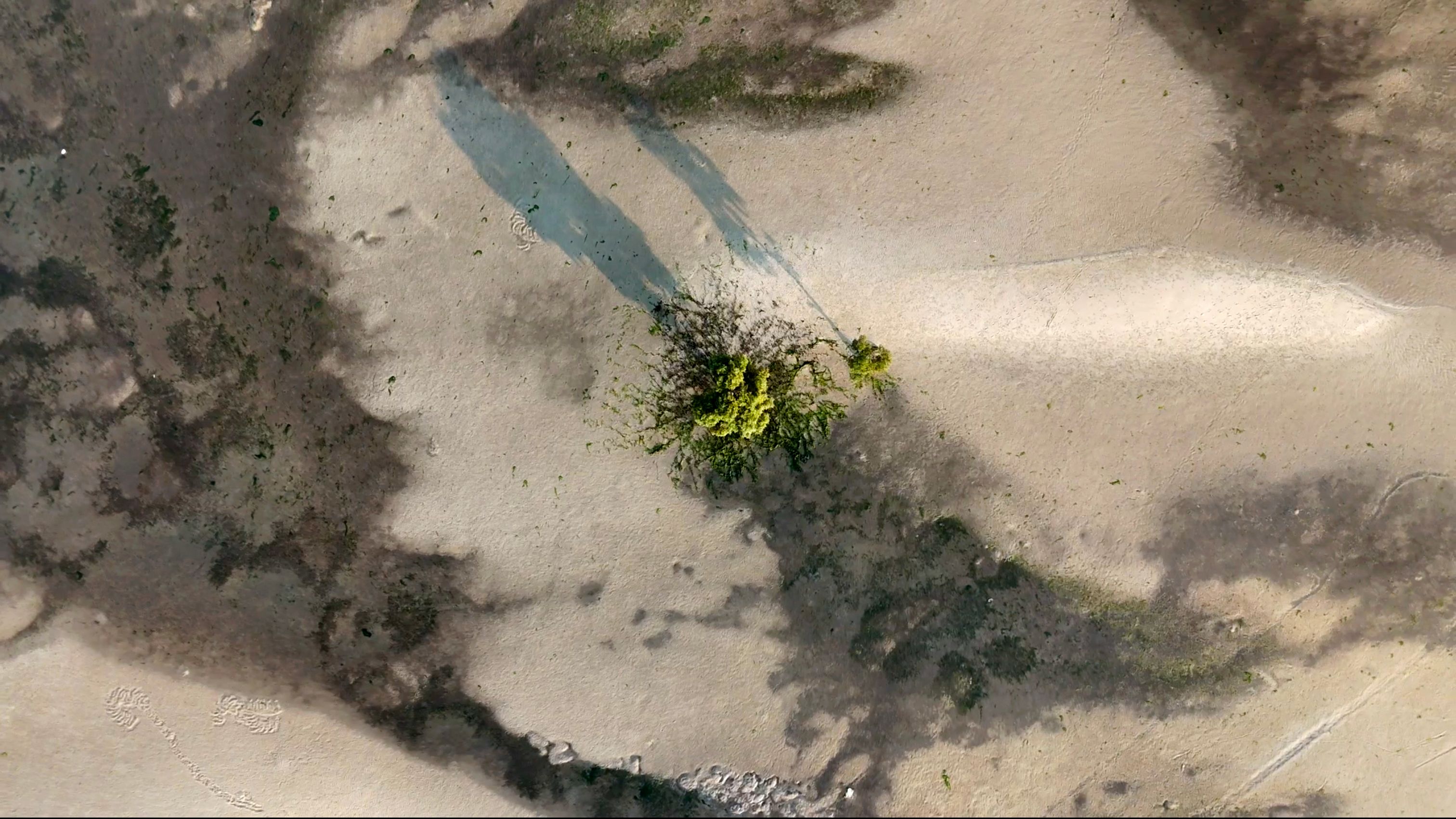 Mangrove from above MZ