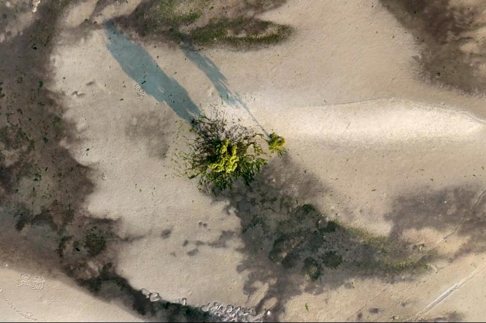 Mangrove from above MZ