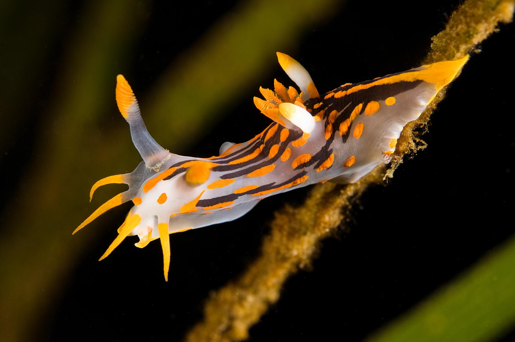 Polycera quadrilineata