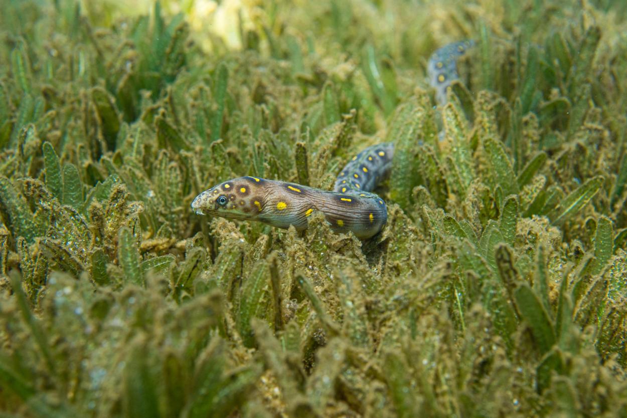 Spotted snake eel hunting in the seagrass meadow surrounding the sculptures.