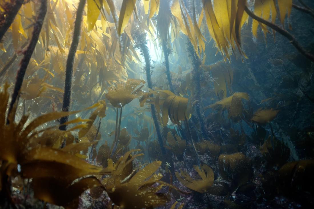 Recovering kelp forests