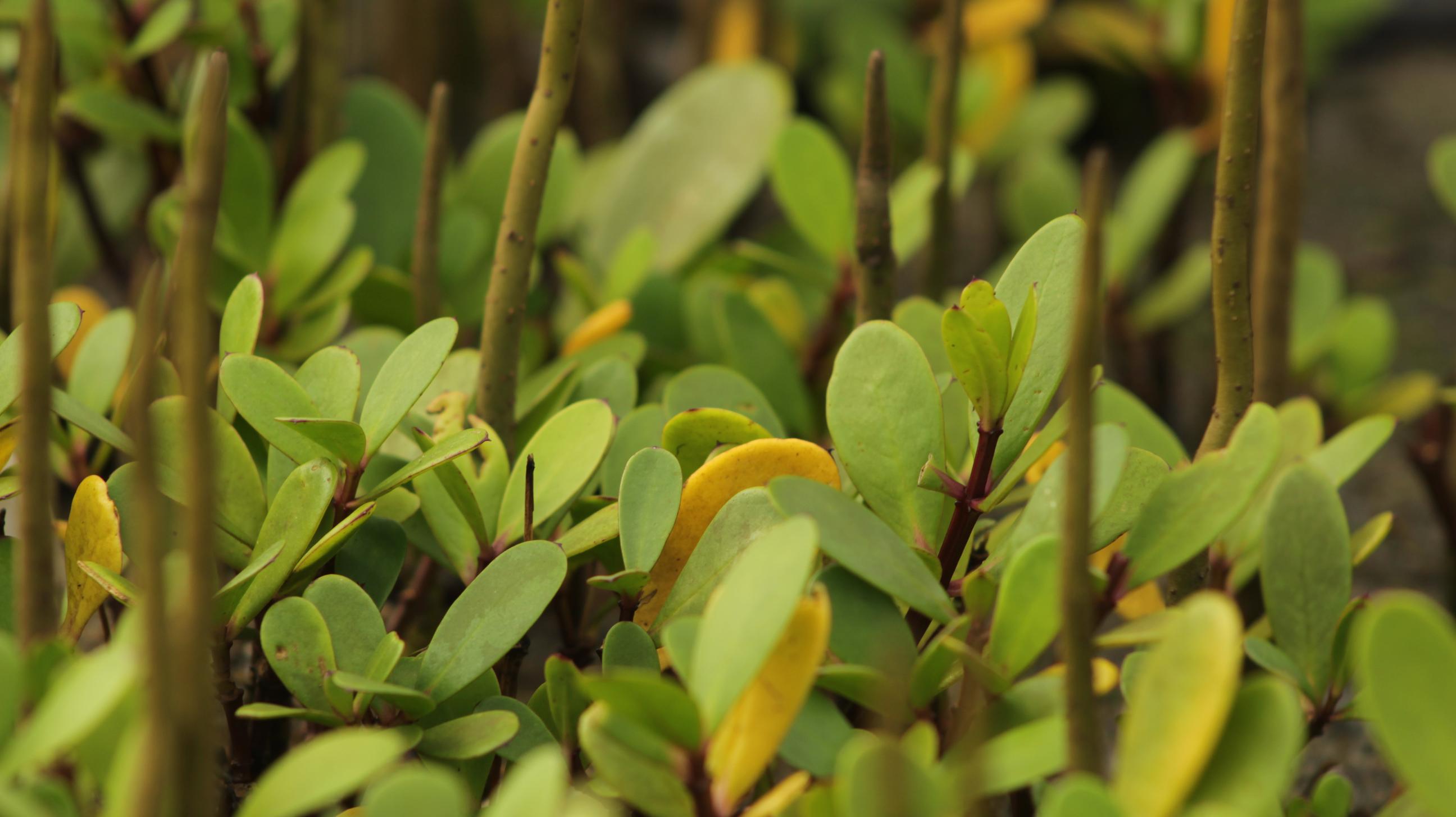 A closeup of mangrove leaves