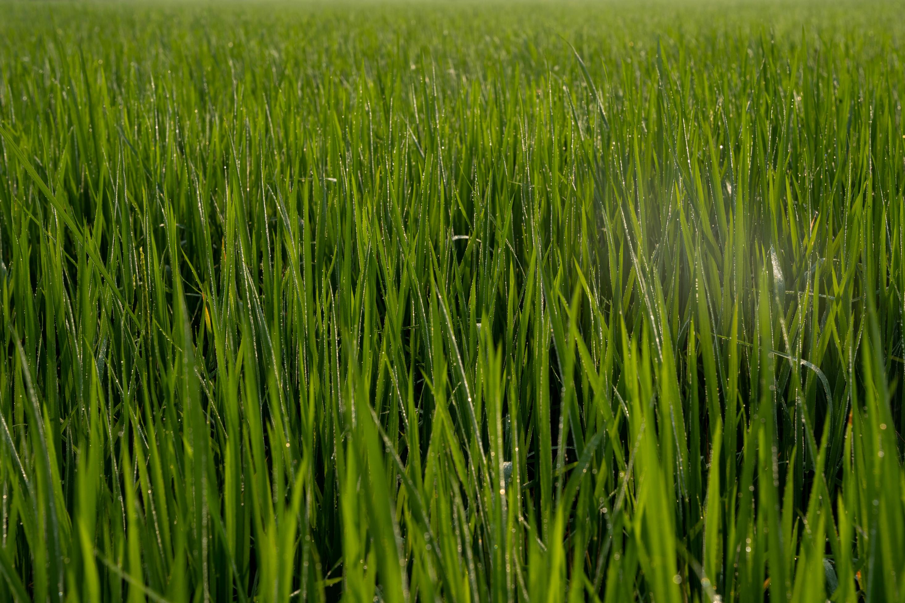 Close up of the leaves of paddy plants
