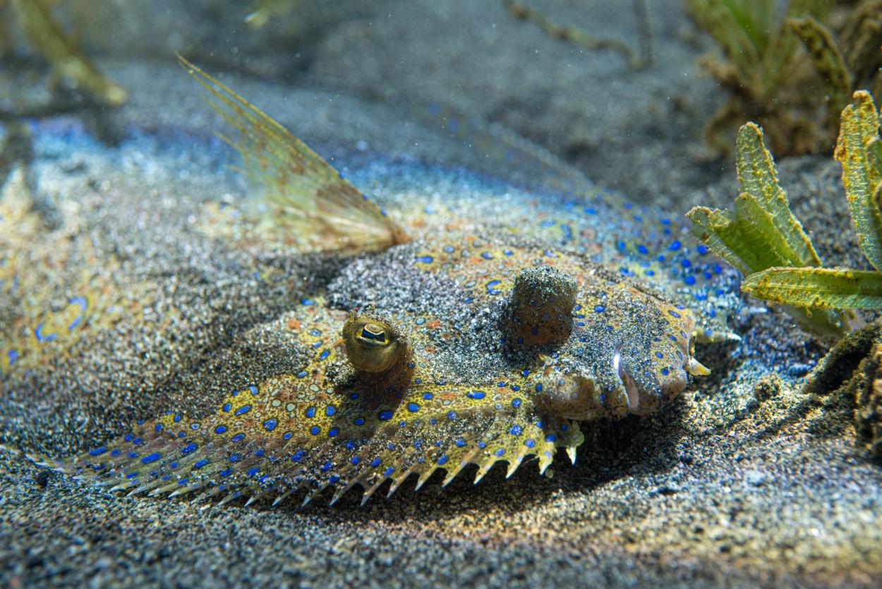 Peacock flounder close-up