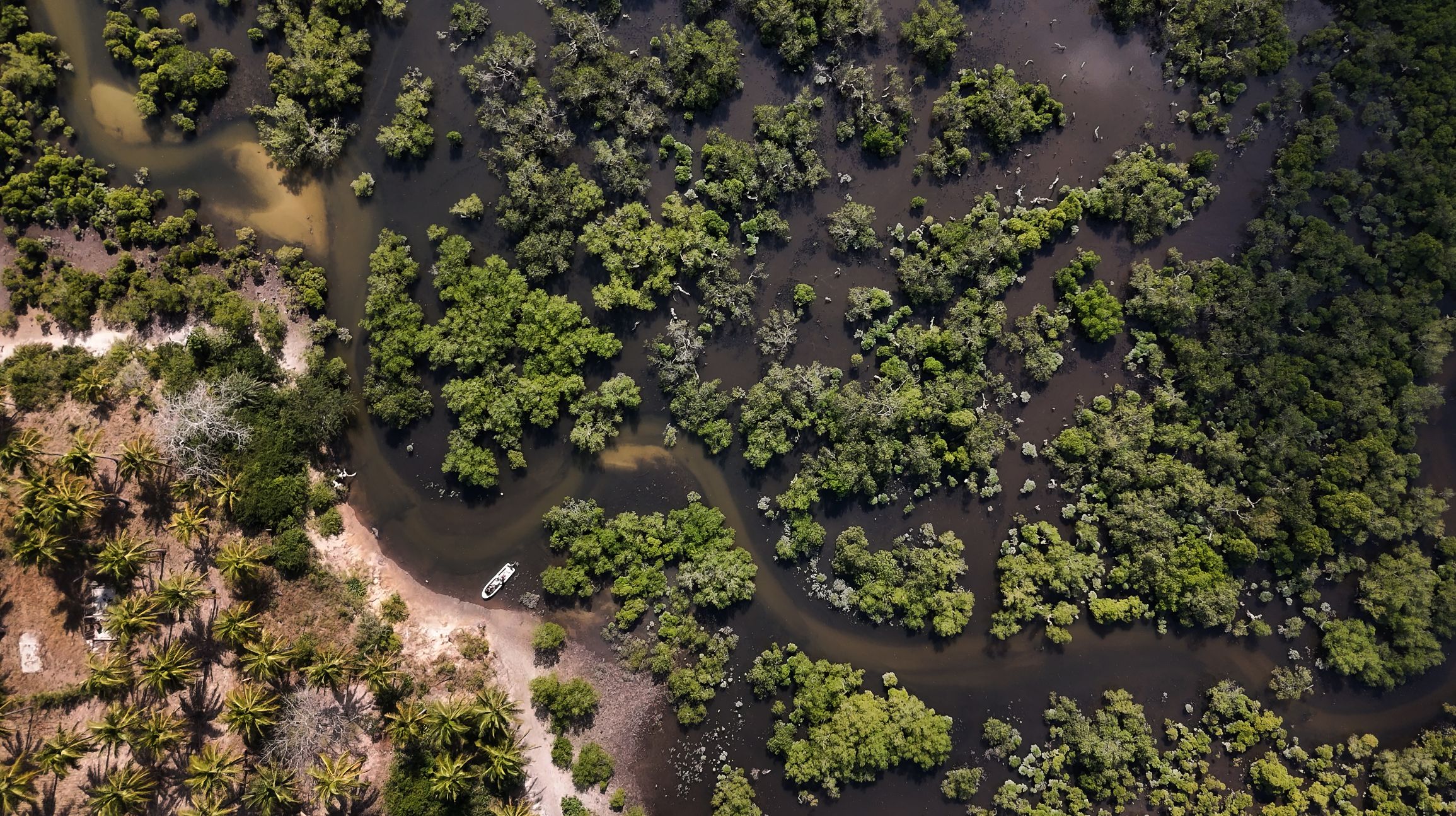Video images from mangroves