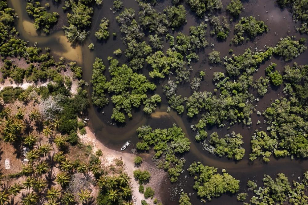 Video images from mangroves
