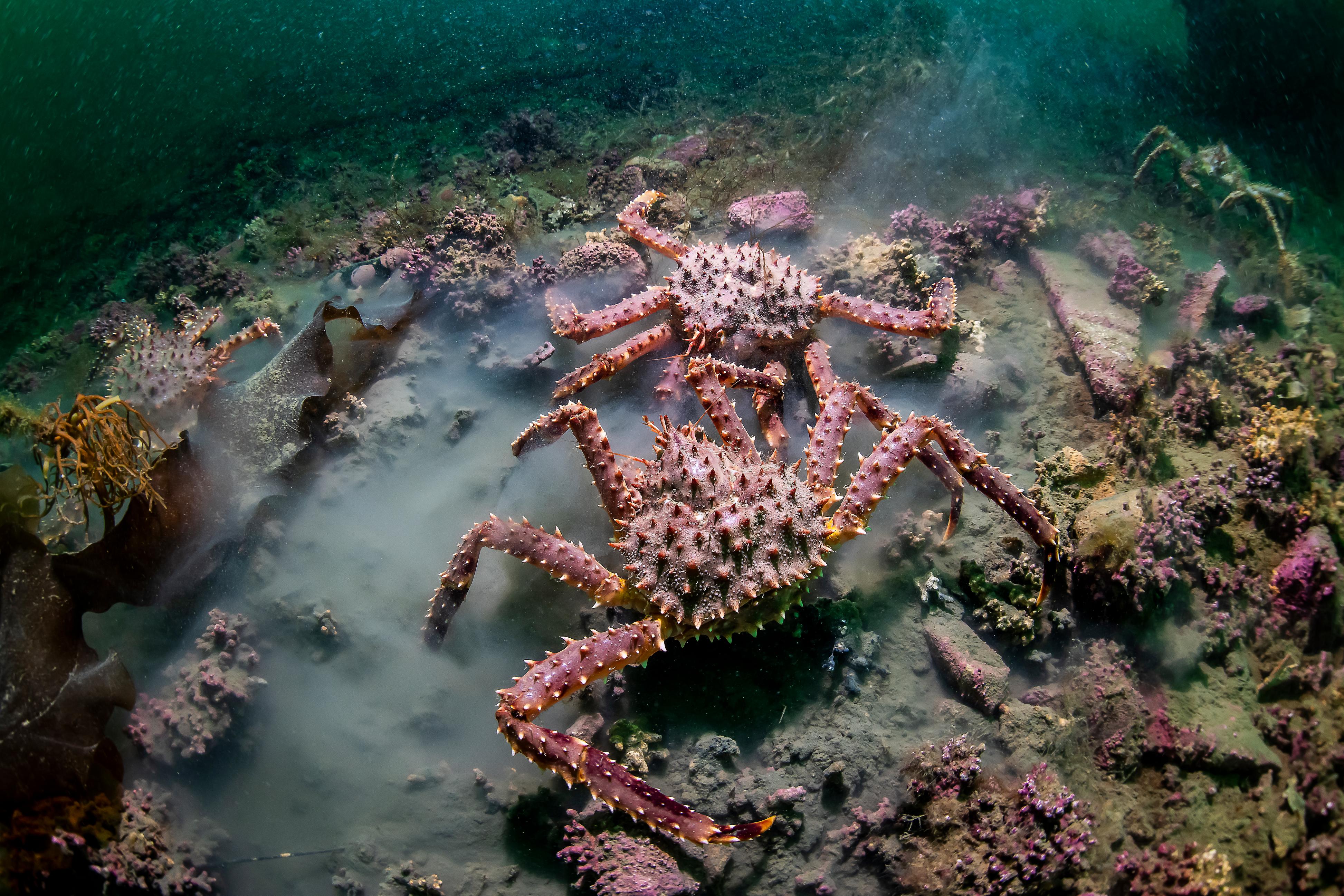 Two red king crabs fighting