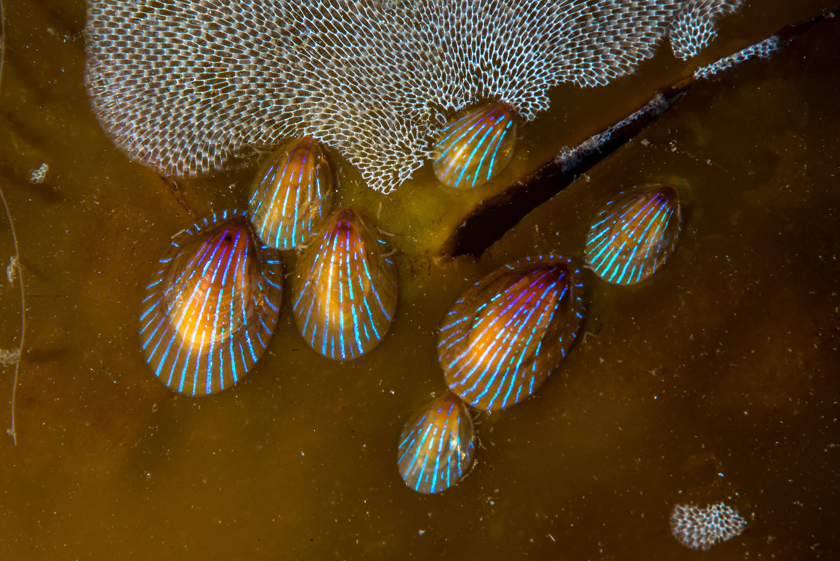 Patella pellucida